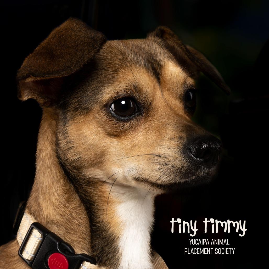 Enlarge Tiny Timmy, a Adoptable Chihuahua in Yucaipa, CA image 5/5