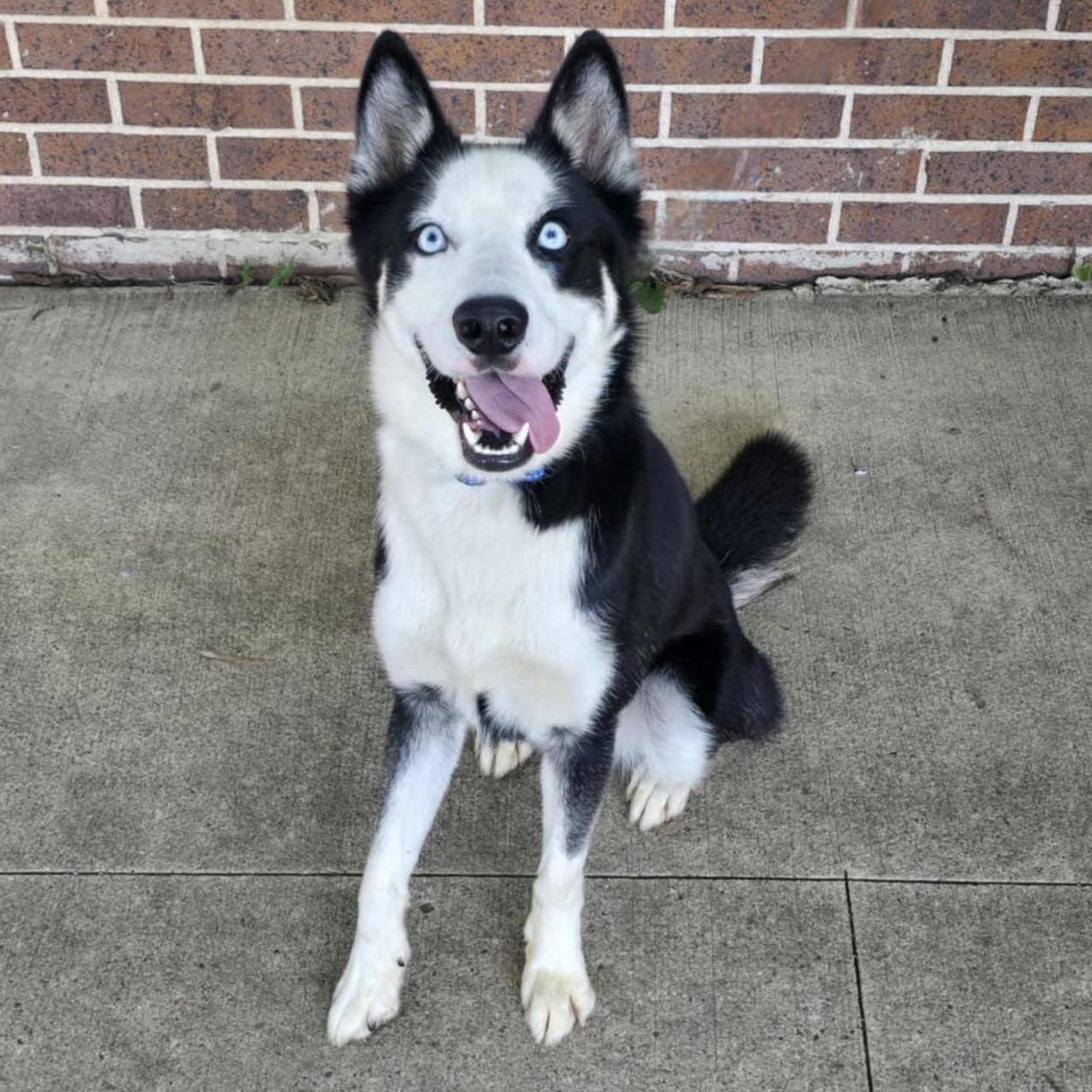 Ozzy, Young Male Siberian Husky