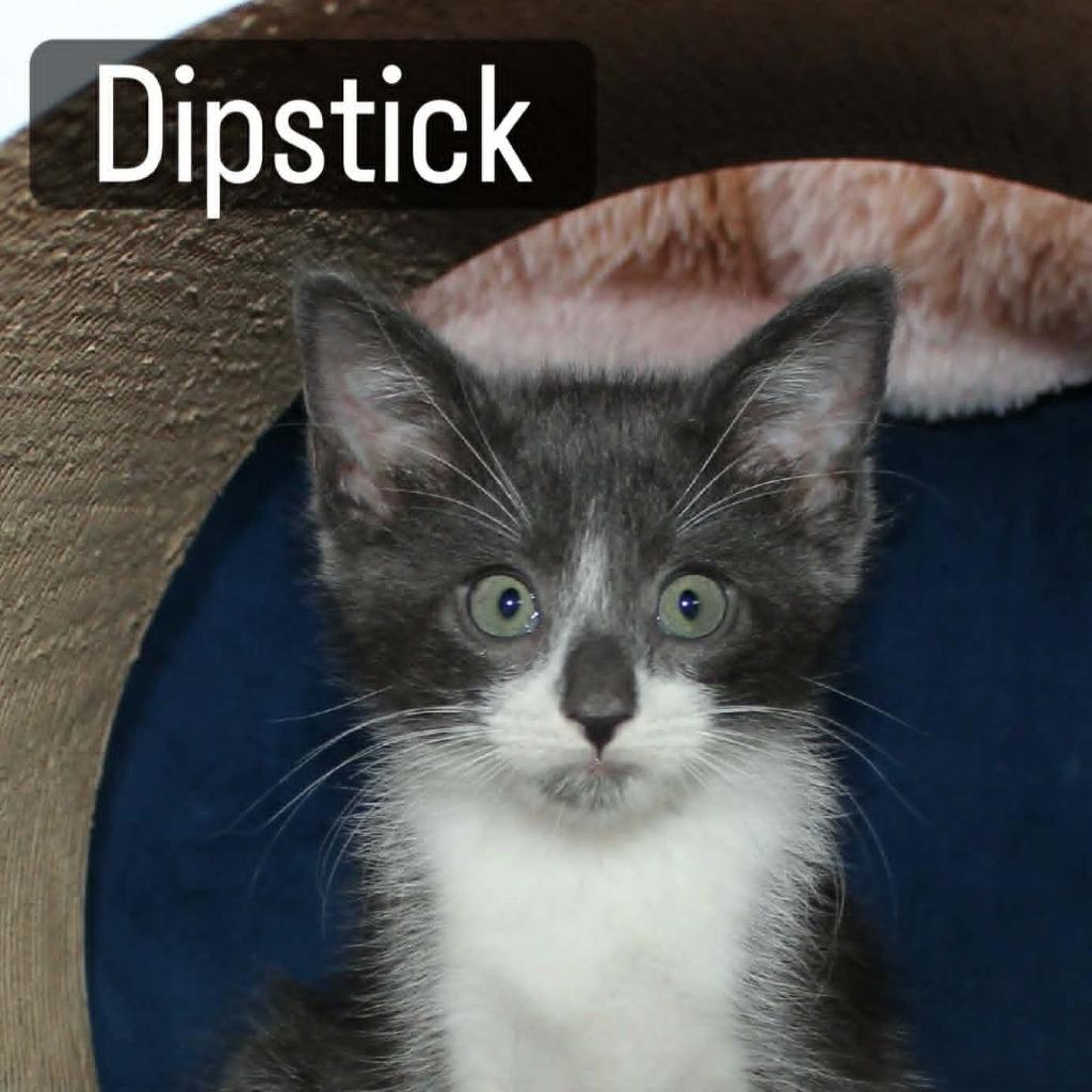 Dipstick (Valero), Adoptable, Kitten Male Domestic Short Hair.