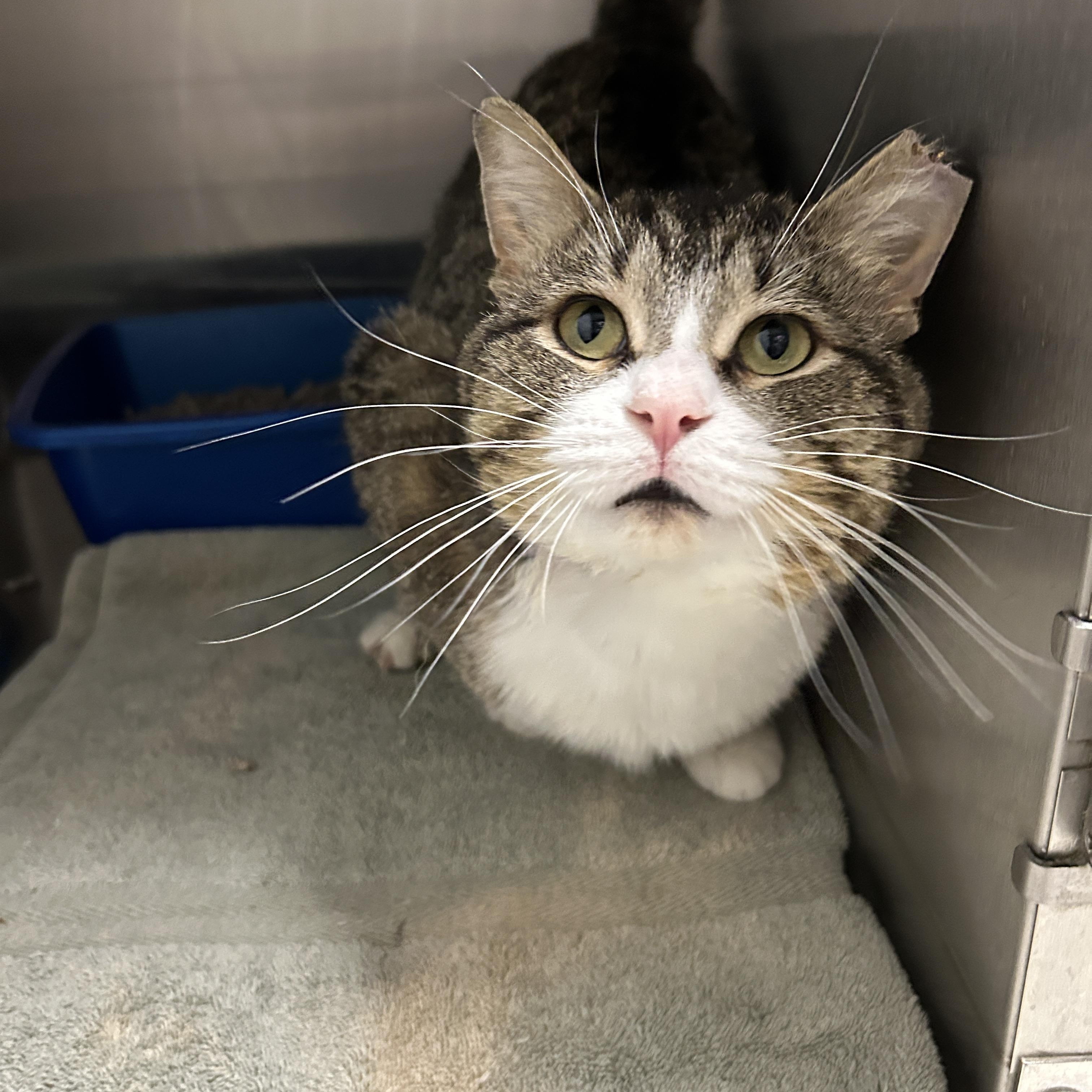 Reed, Adoptable, Adult Male Domestic Short Hair.