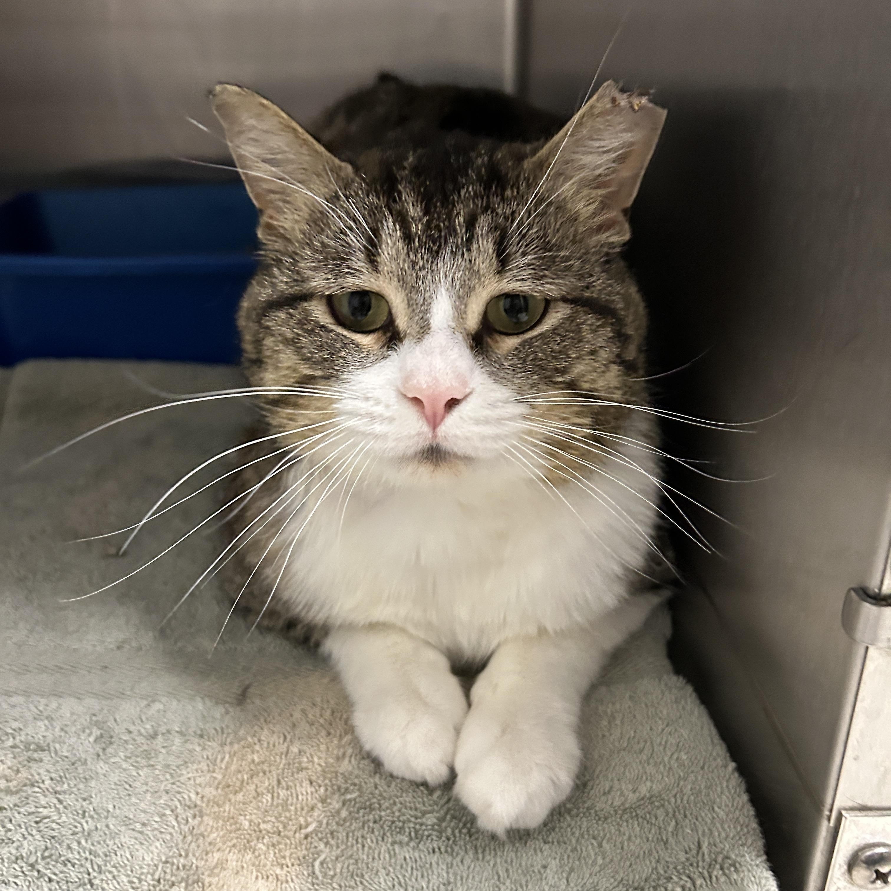 Reed, a Adoptable Domestic Short Hair in La Grange Park, IL image 4/5