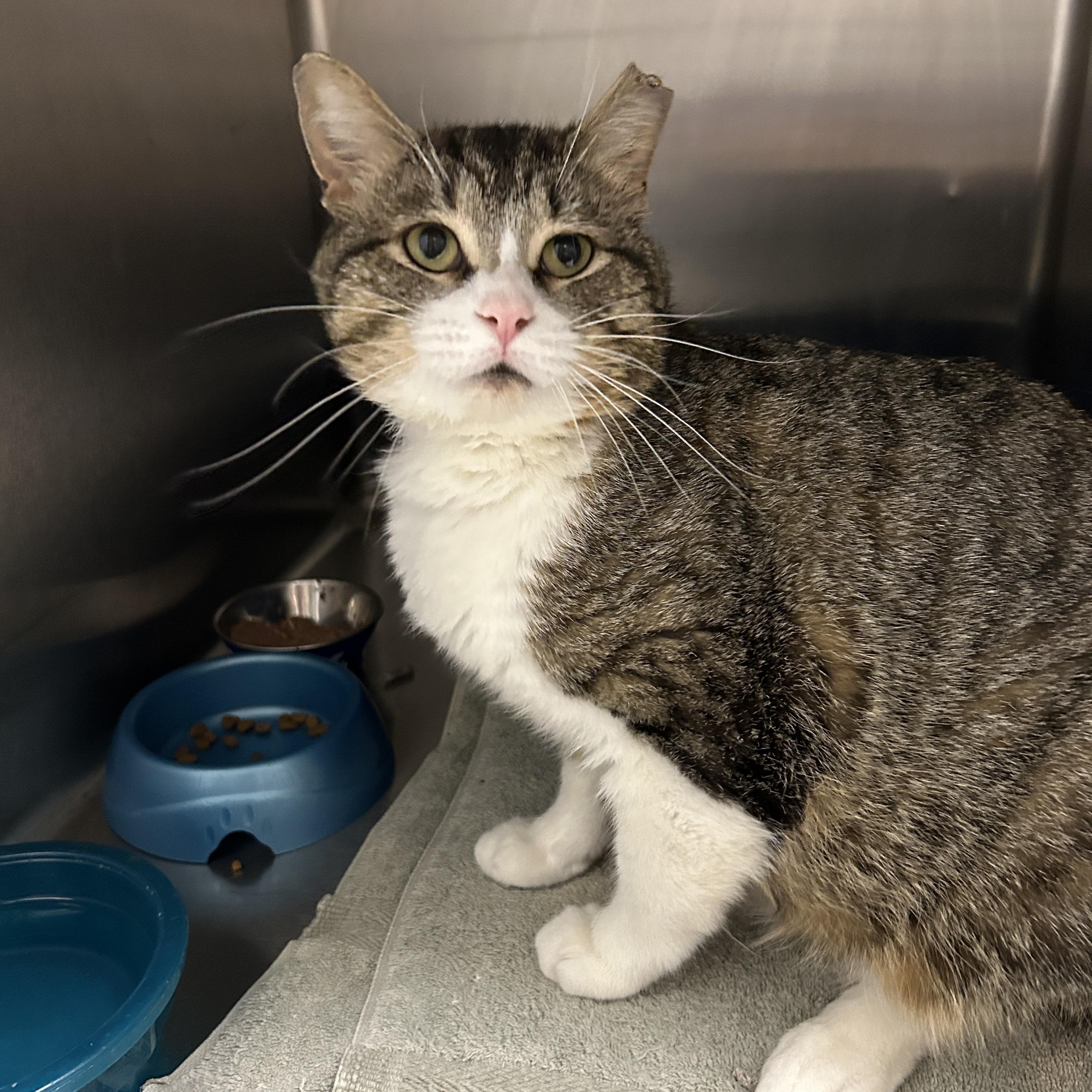 Reed, a Adoptable Domestic Short Hair in La Grange Park, IL image 5/5