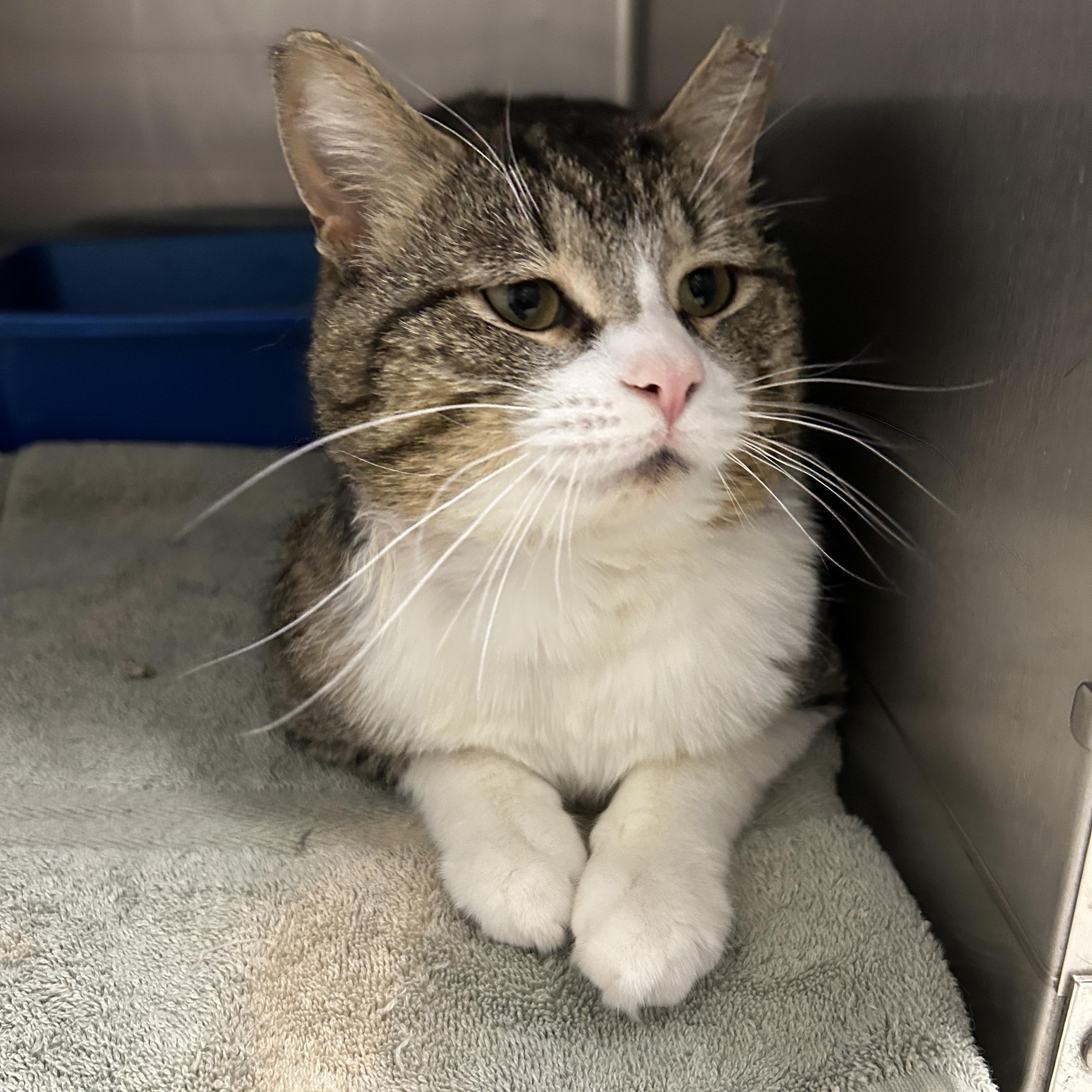 Reed, a Adoptable Domestic Short Hair in La Grange Park, IL image 3/5