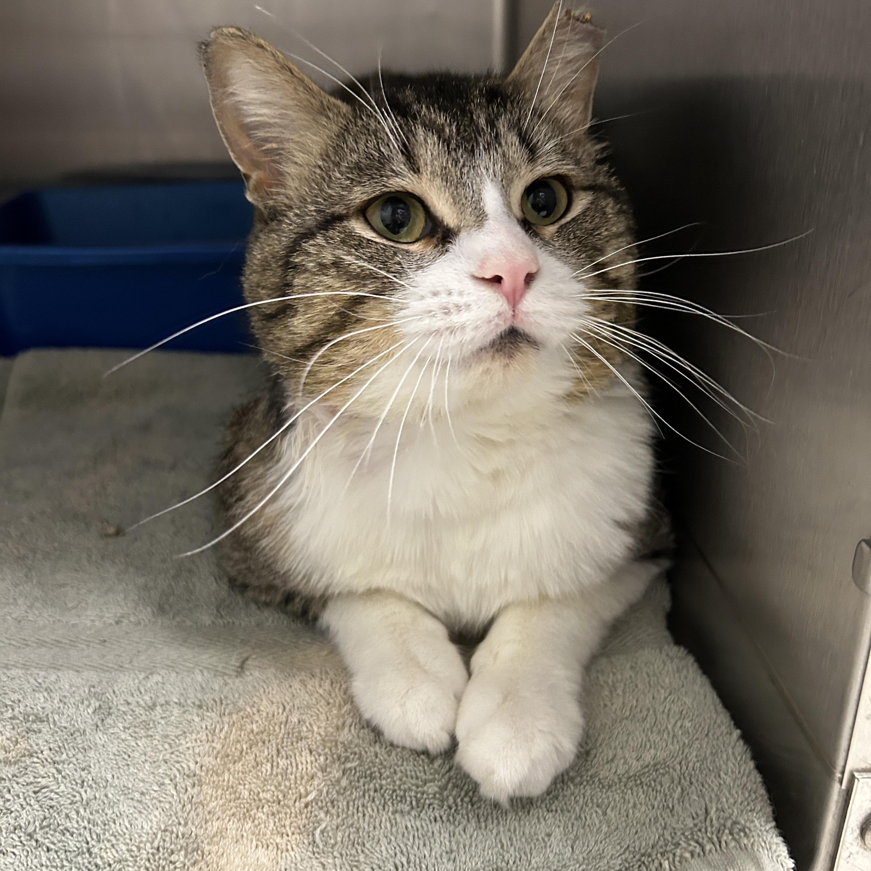 Reed, a Adoptable Domestic Short Hair in La Grange Park, IL image 2/5