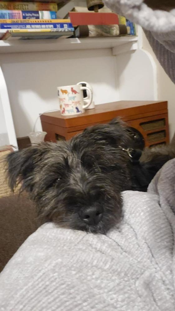 Scooter **IN FOSTER**, Adopted, Adult Male Scottish Terrier.