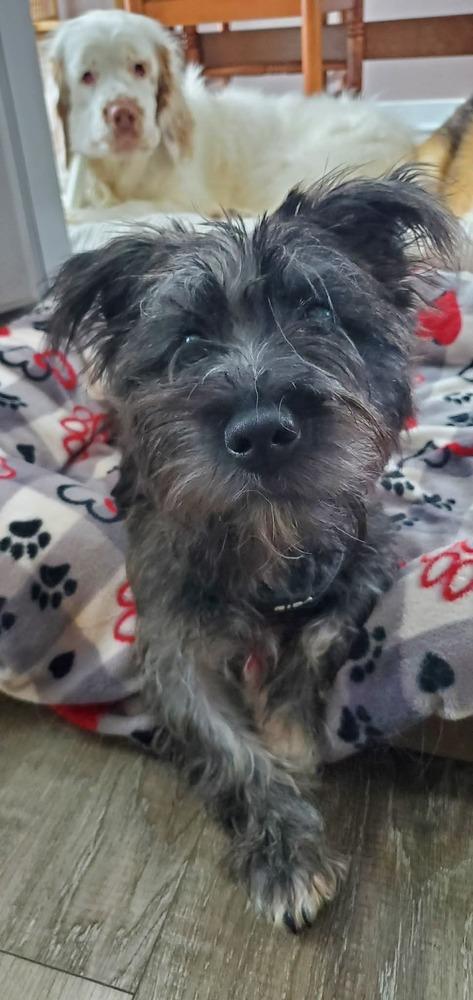 Enlarge Scooter **IN FOSTER**, a Adopted mixed breed in Muskegon, MI image 2/4