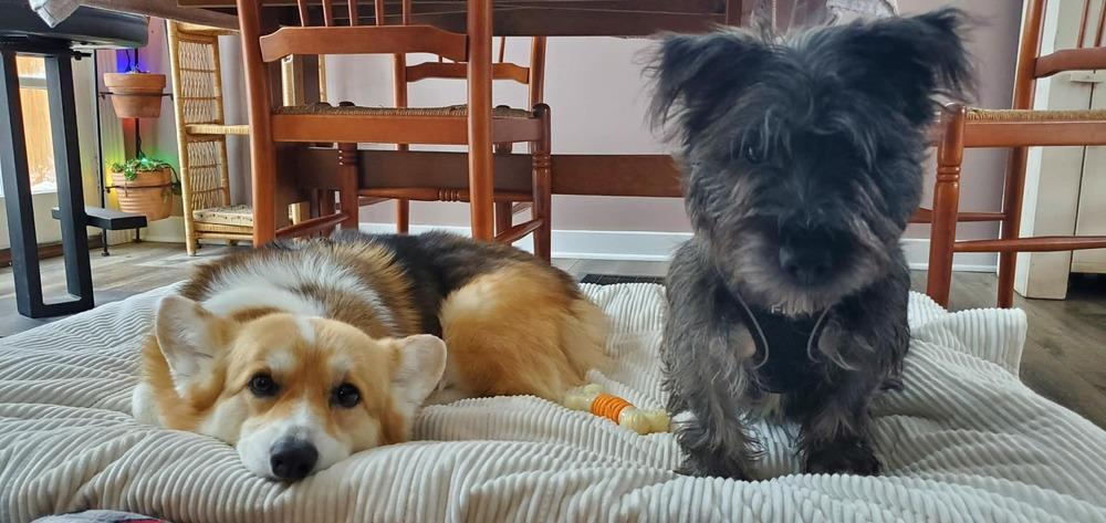 Enlarge Scooter **IN FOSTER**, a Adopted mixed breed in Muskegon, MI image 3/4