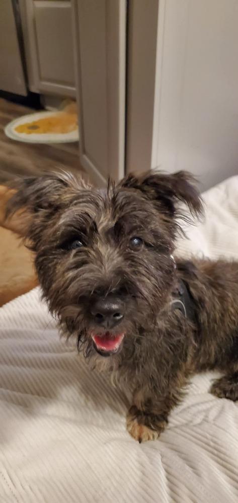 Enlarge Scooter **IN FOSTER**, a Adopted mixed breed in Muskegon, MI image 4/4