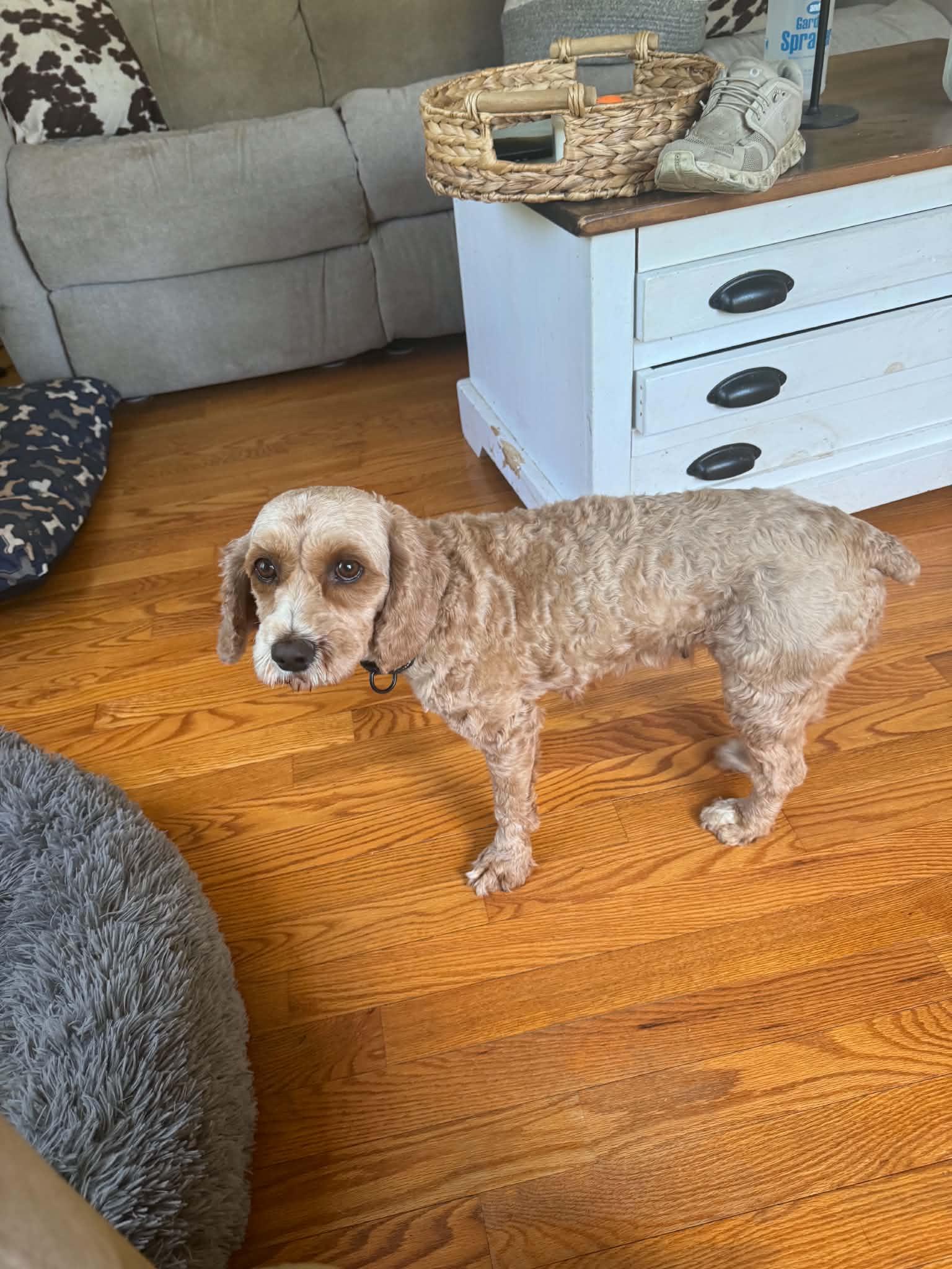 Blossom, adopted, Adult Female Cocker Spaniel.