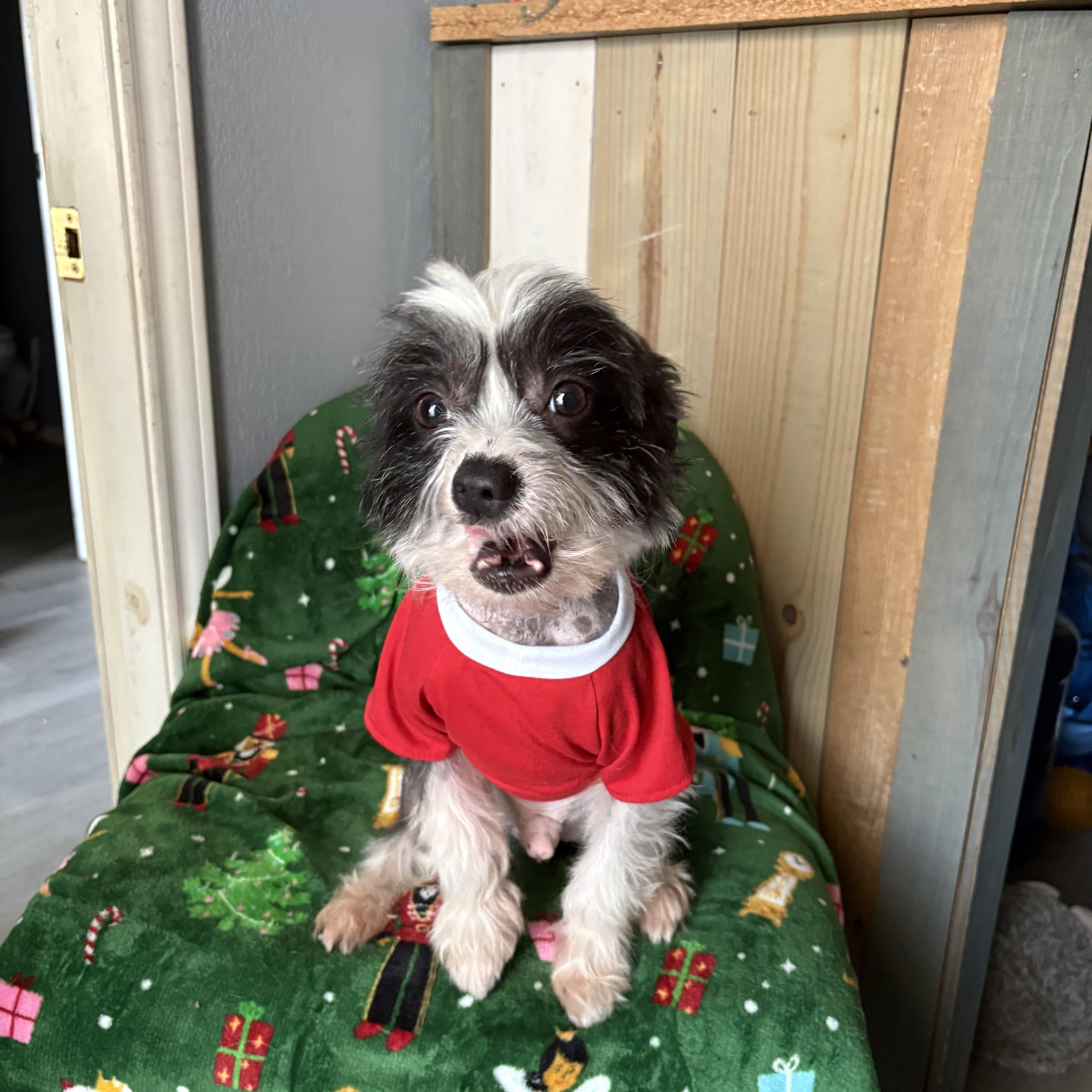 Moochie Pie thumbnail 2