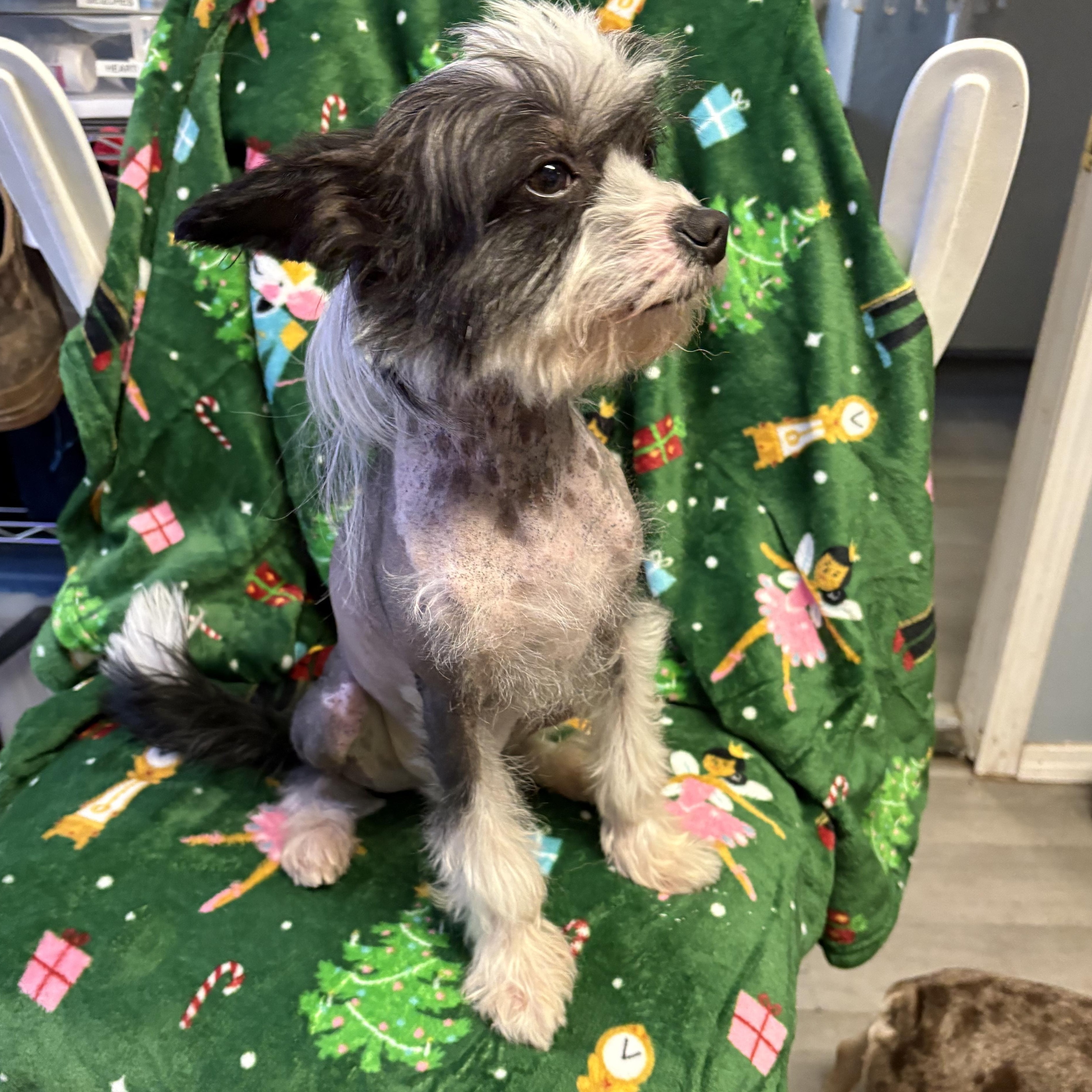 Moochie Pie thumbnail 3