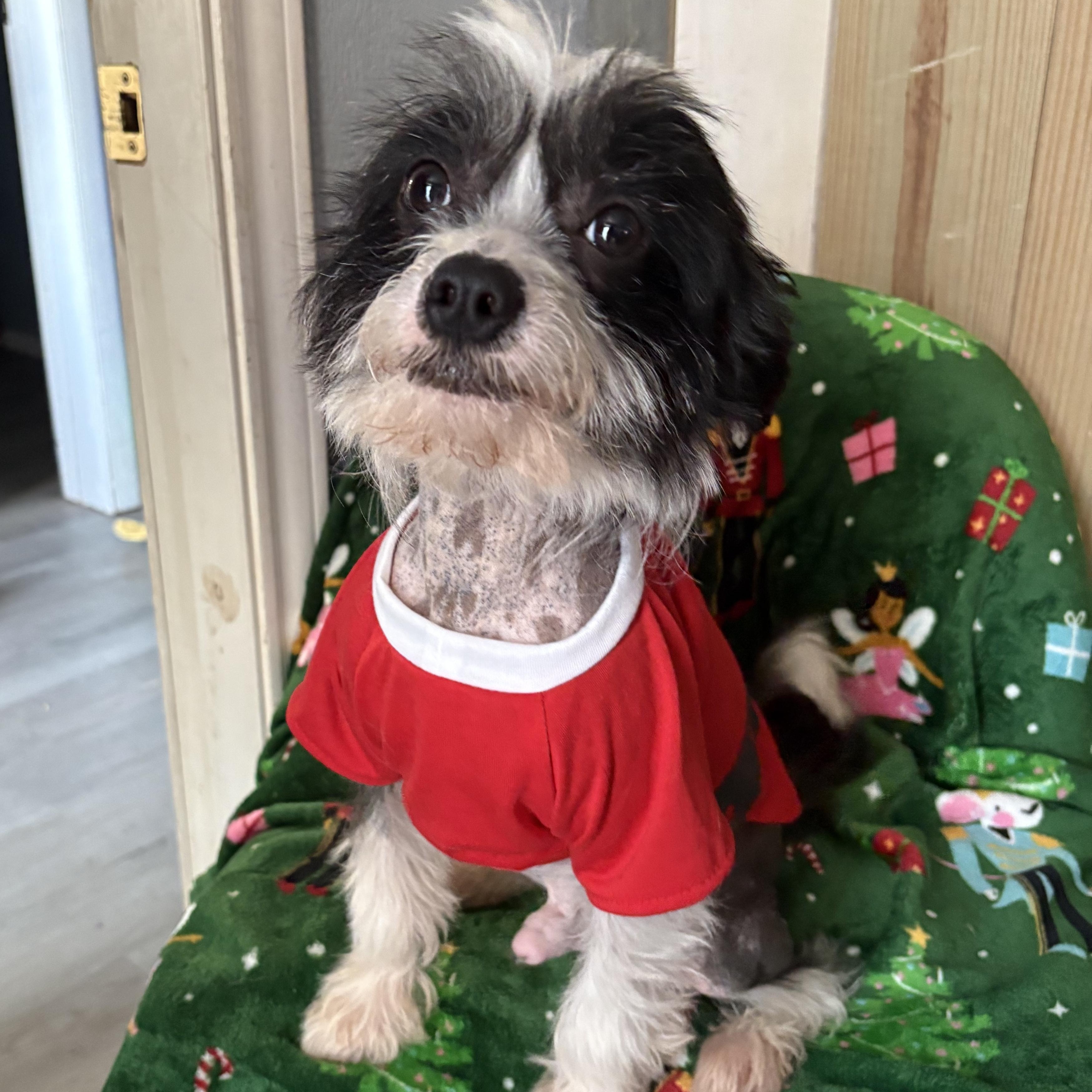 Moochie Pie thumbnail 5