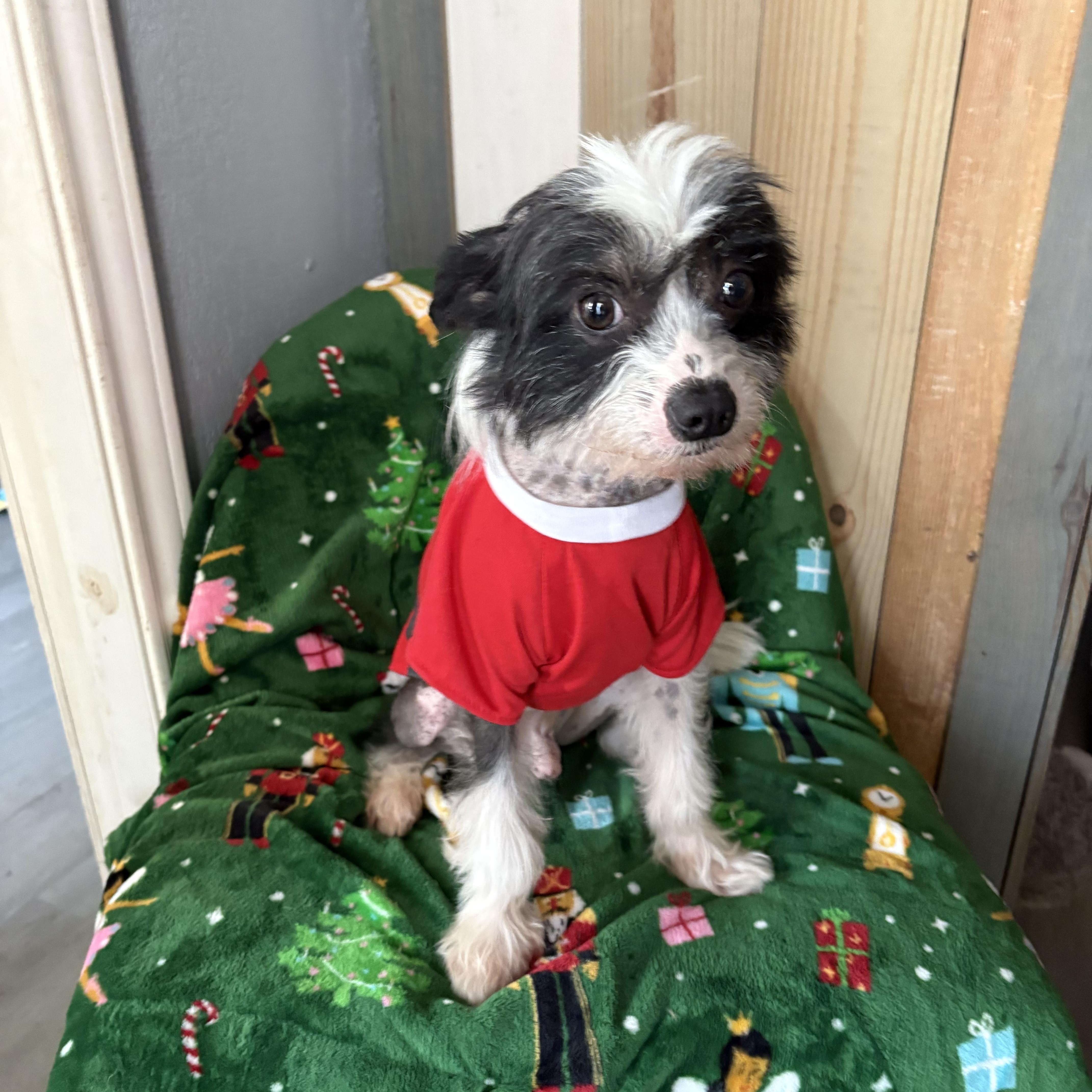 Moochie Pie thumbnail 6