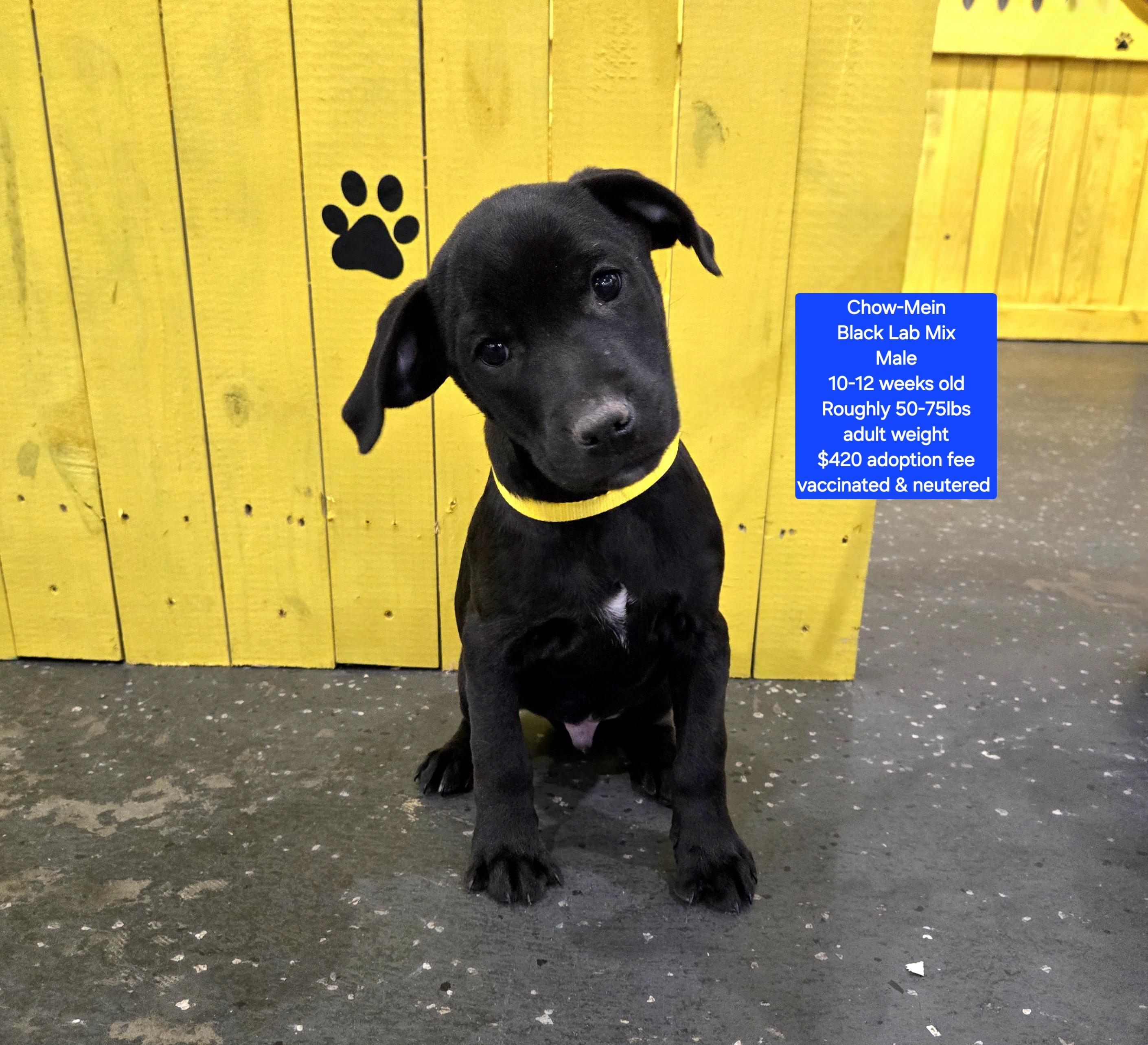 Chow-Mein, adopted, Puppy Male Black Labrador Retriever.