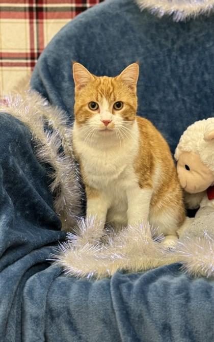 Enlarge Harvey, a ADOPTABLE mixed breed in Fremont, MI image 1/2