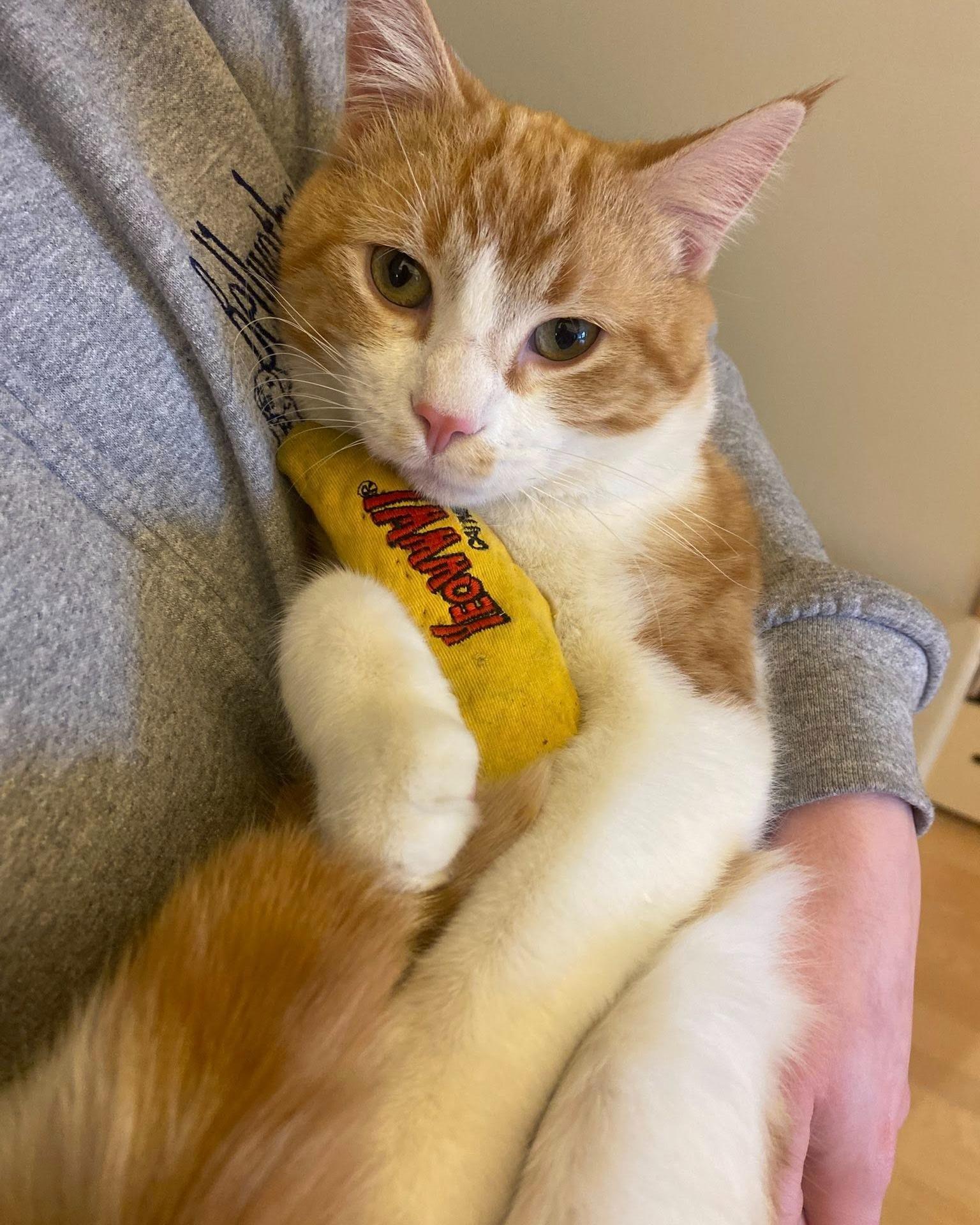 Enlarge Harvey, a ADOPTABLE mixed breed in Fremont, MI image 2/2