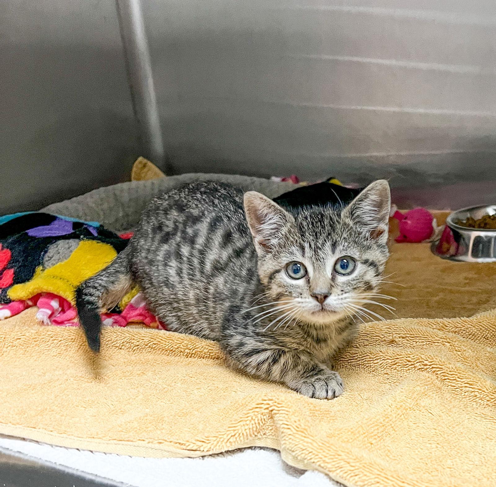 Gwengoolie, Adoptable, Kitten Female Domestic Short Hair.