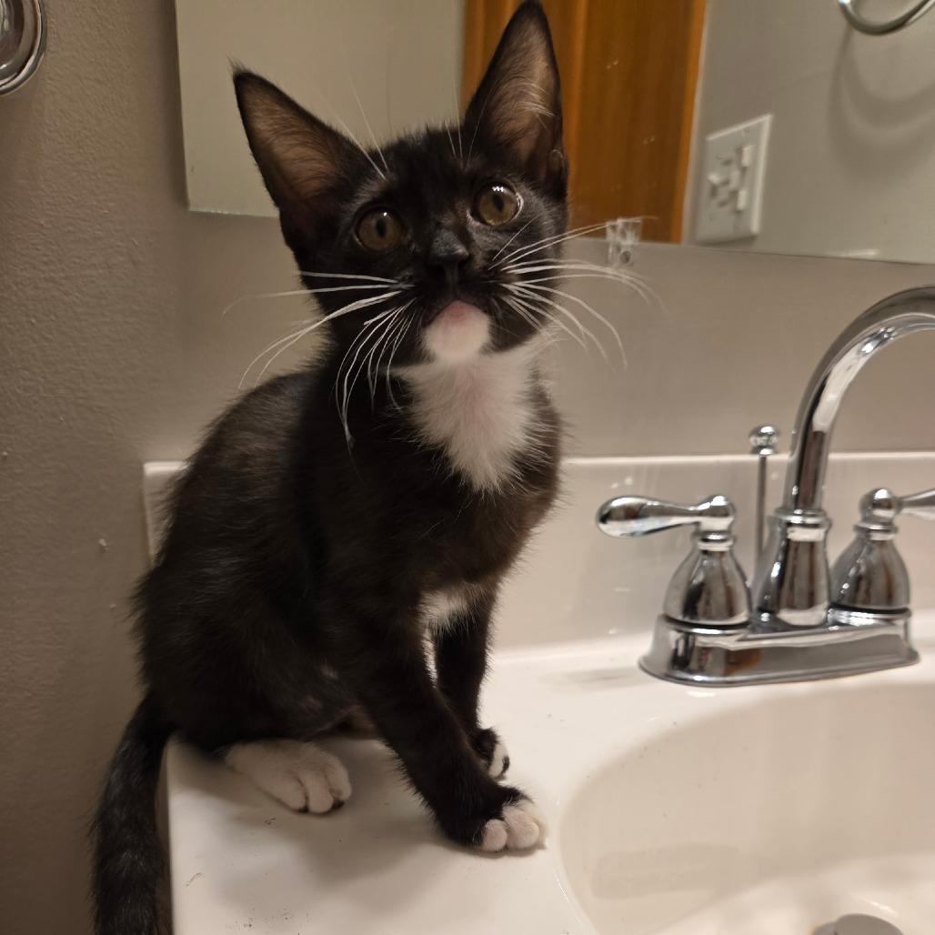 Lilly, Adoptable, Kitten Female Domestic Short Hair.