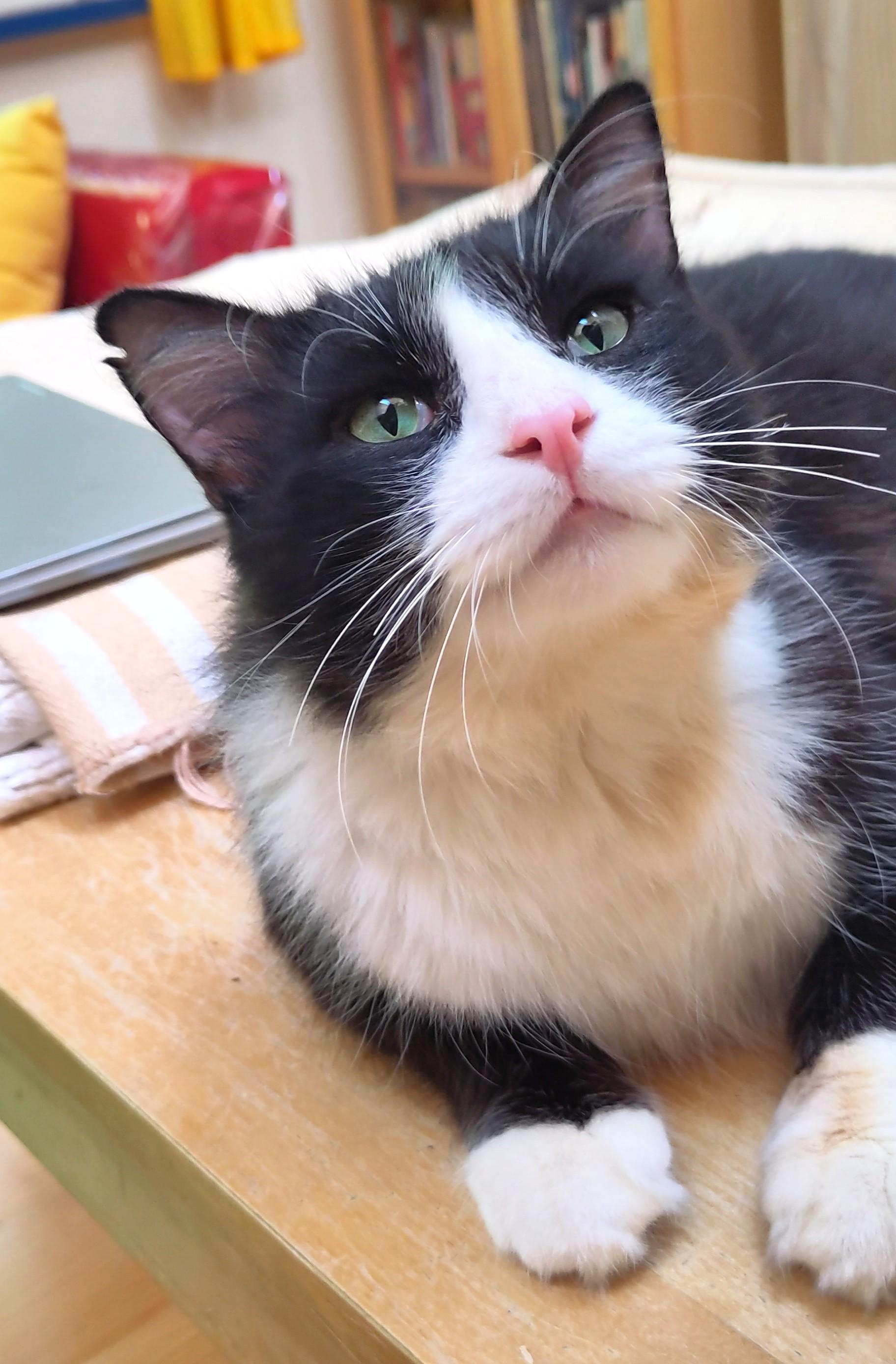 Jay., ADOPTABLE, Young Male Domestic Medium Hair.