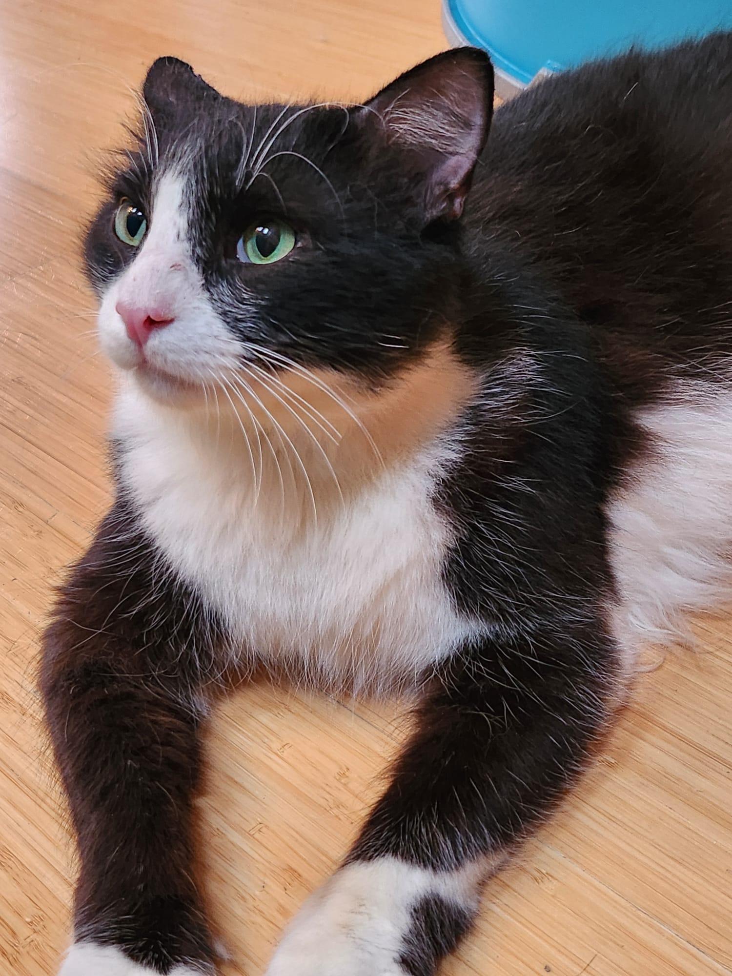 Enlarge Jay., a ADOPTABLE Domestic Medium Hair in Marin, CA image 2/6