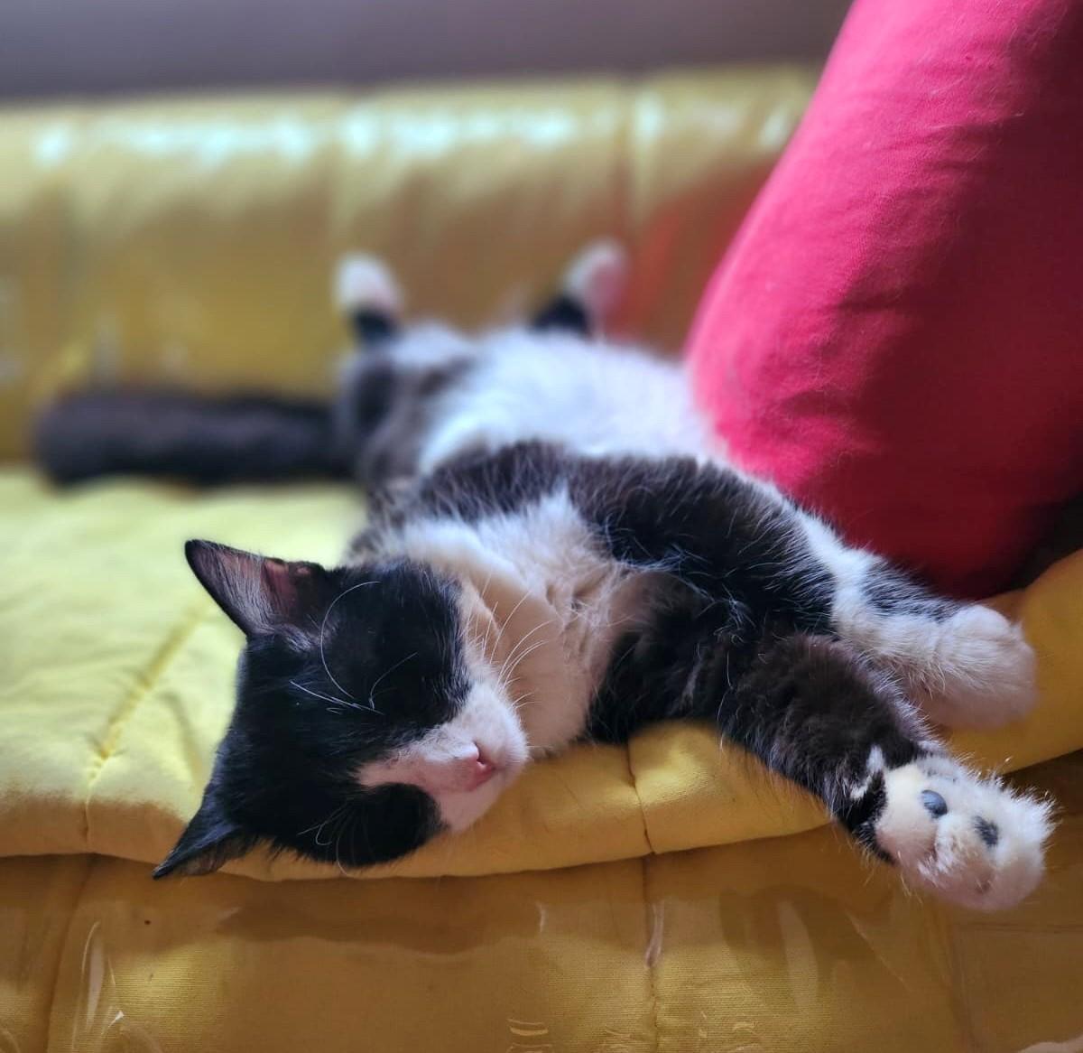 Enlarge Jay., a ADOPTABLE Domestic Medium Hair in Marin, CA image 3/6