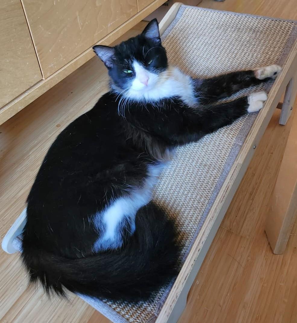 Enlarge Jay., a ADOPTABLE Domestic Medium Hair in Marin, CA image 4/6