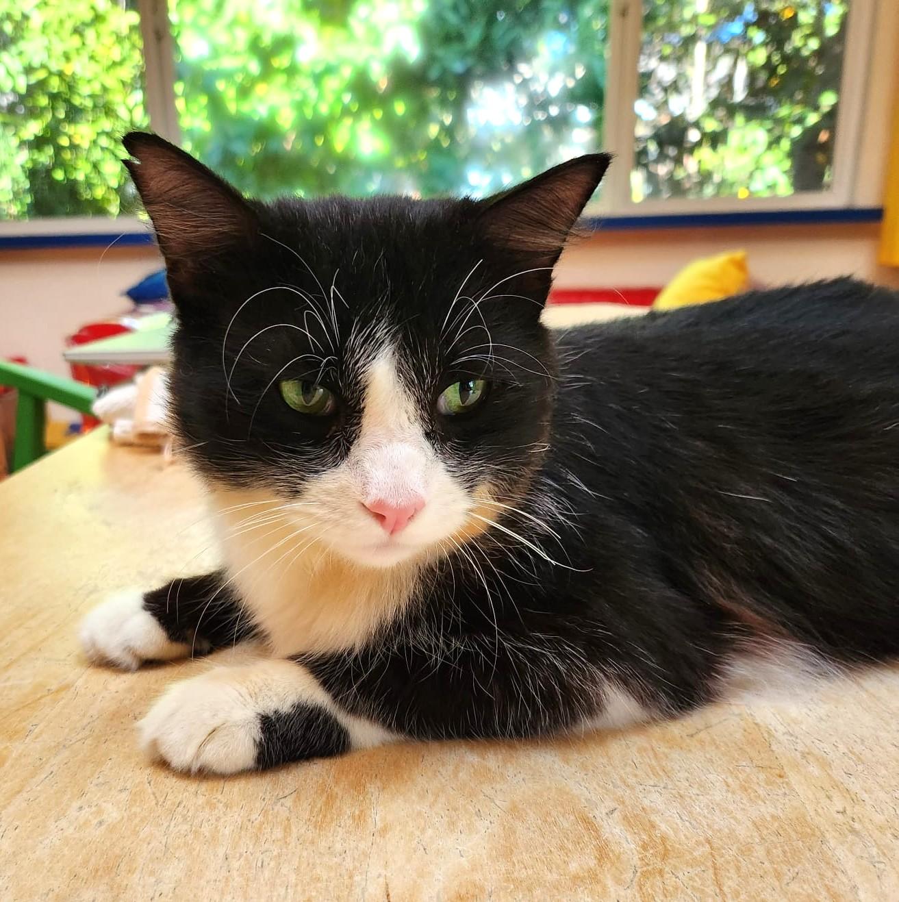 Enlarge Jay., a ADOPTABLE Domestic Medium Hair in Marin, CA image 6/6