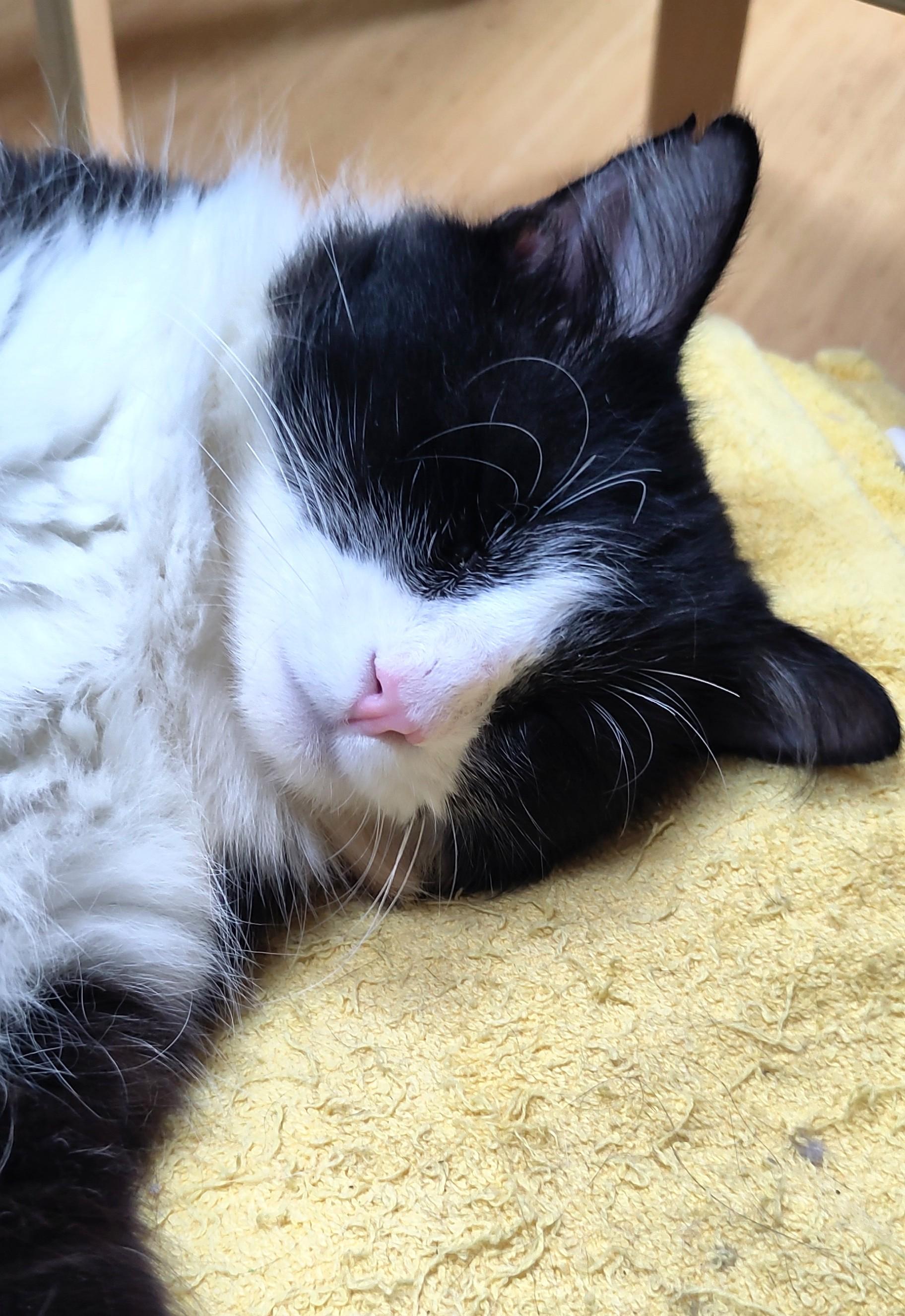 Enlarge Jay., a ADOPTABLE Domestic Medium Hair in Marin, CA image 5/6