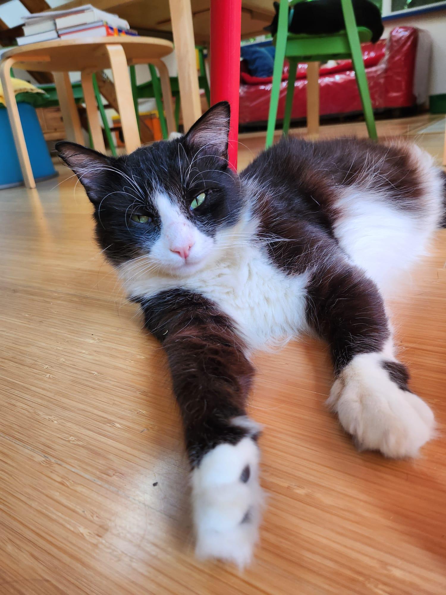 Jay., an adopted Domestic Medium Hair in Marin, CA image 6/6