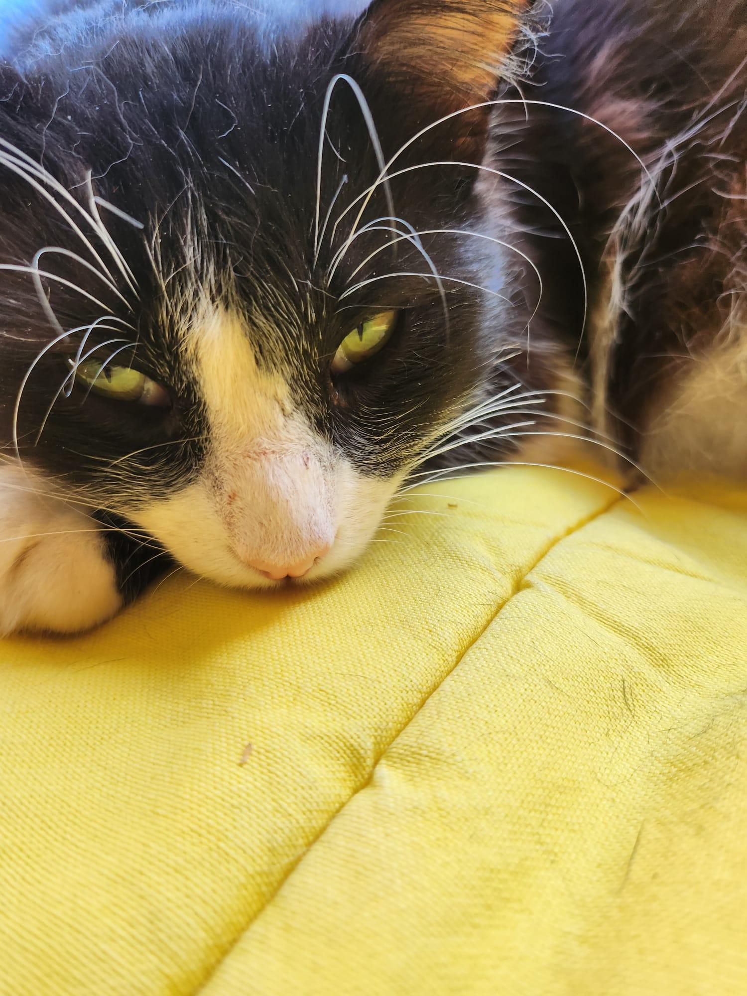Jay., adopted, Young Male Domestic Medium Hair.