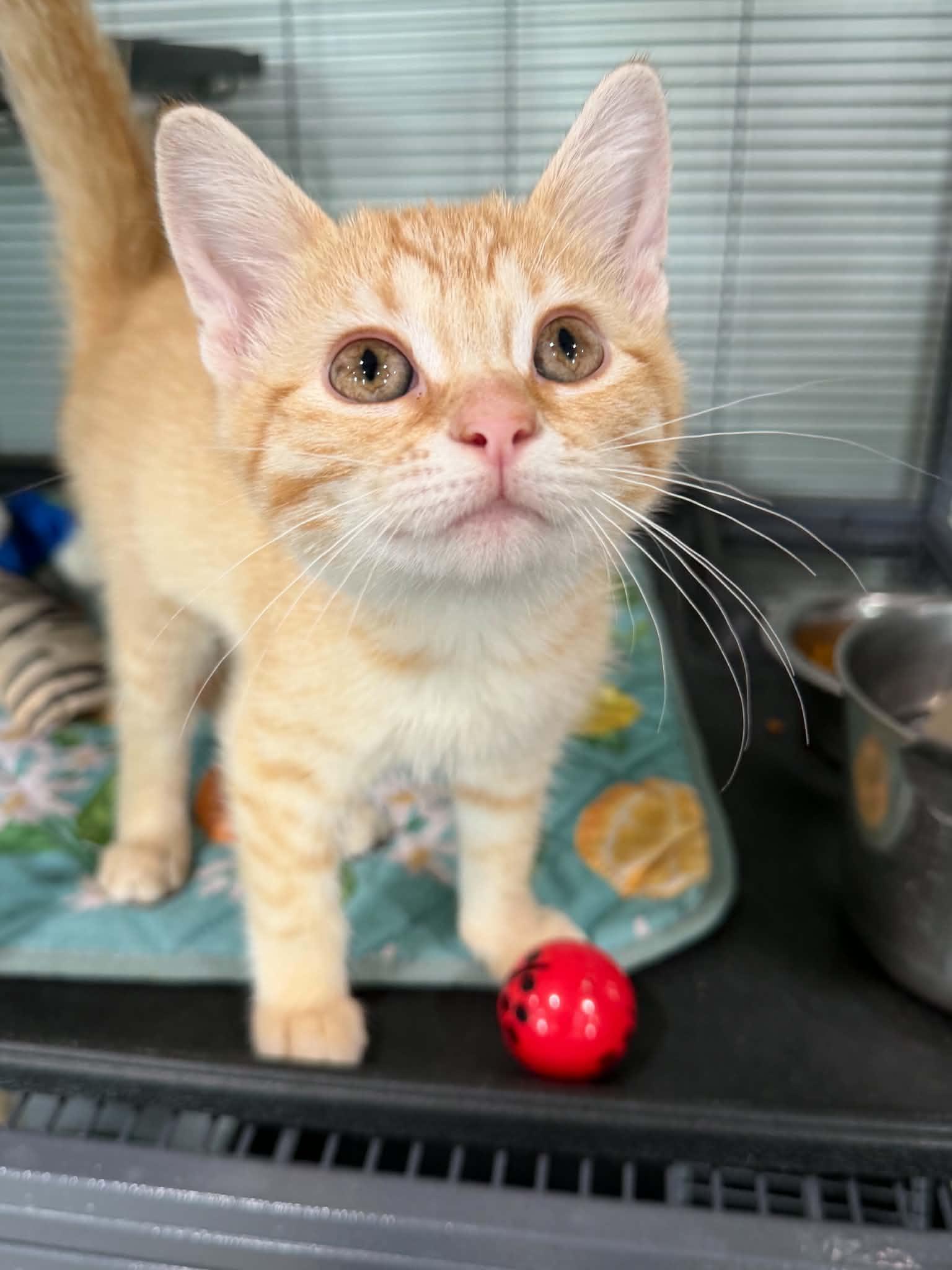 Sully (FeLV), ADOPTABLE, Kitten Male Tabby.