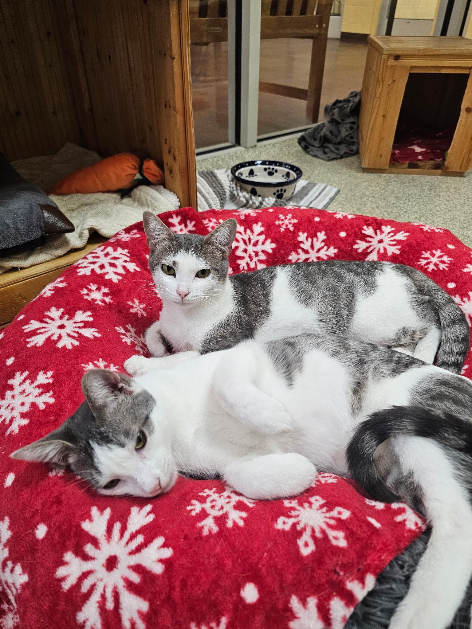 TJ and JT, ADOPTABLE, Young Male Domestic Short Hair.