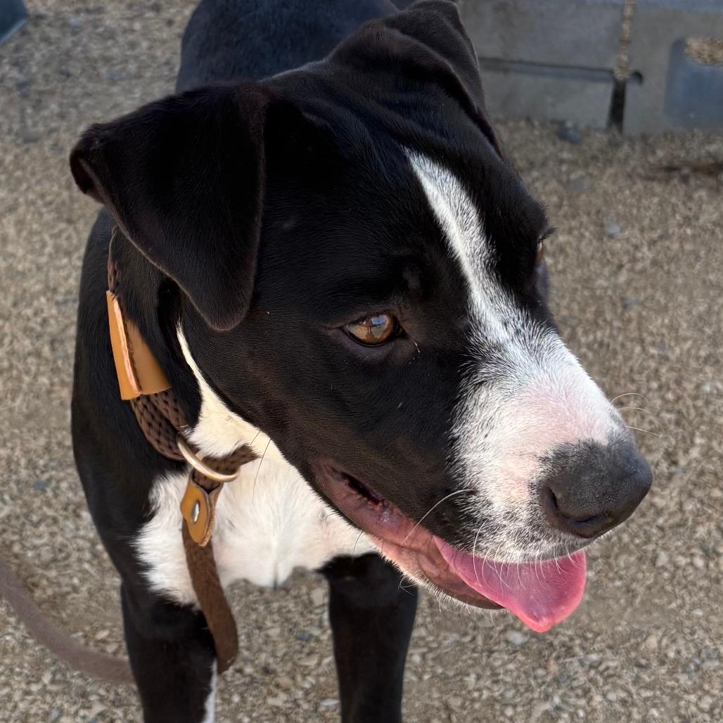 Enlarge Cold Stone, a Adoptable Mixed Breed in Las Cruces, NM image 1/6