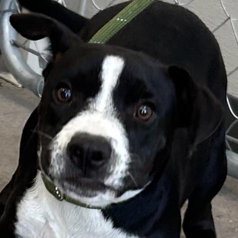 Cold Stone, Adoptable, Young Female Mixed Breed.