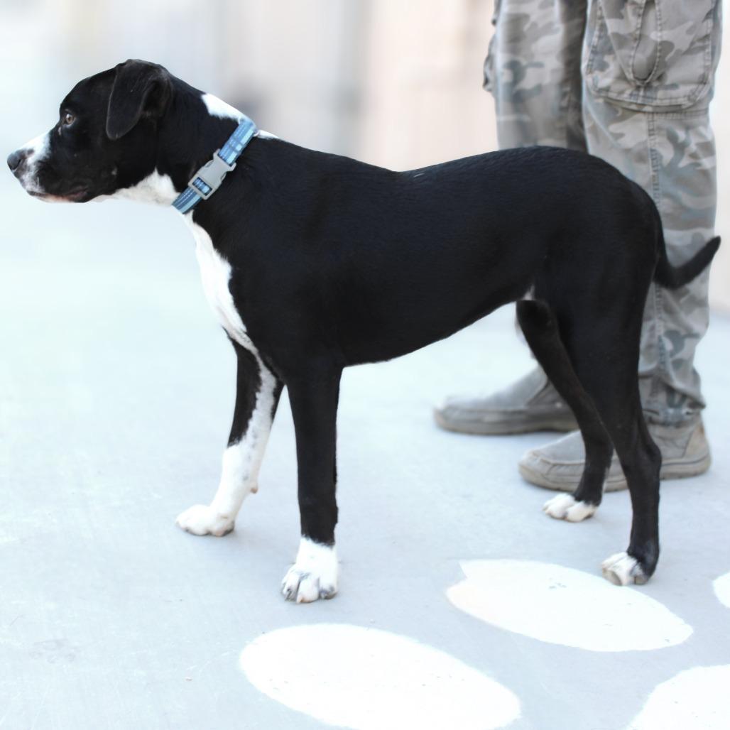 Enlarge Cold Stone, a Adoptable Mixed Breed in Las Cruces, NM image 2/6