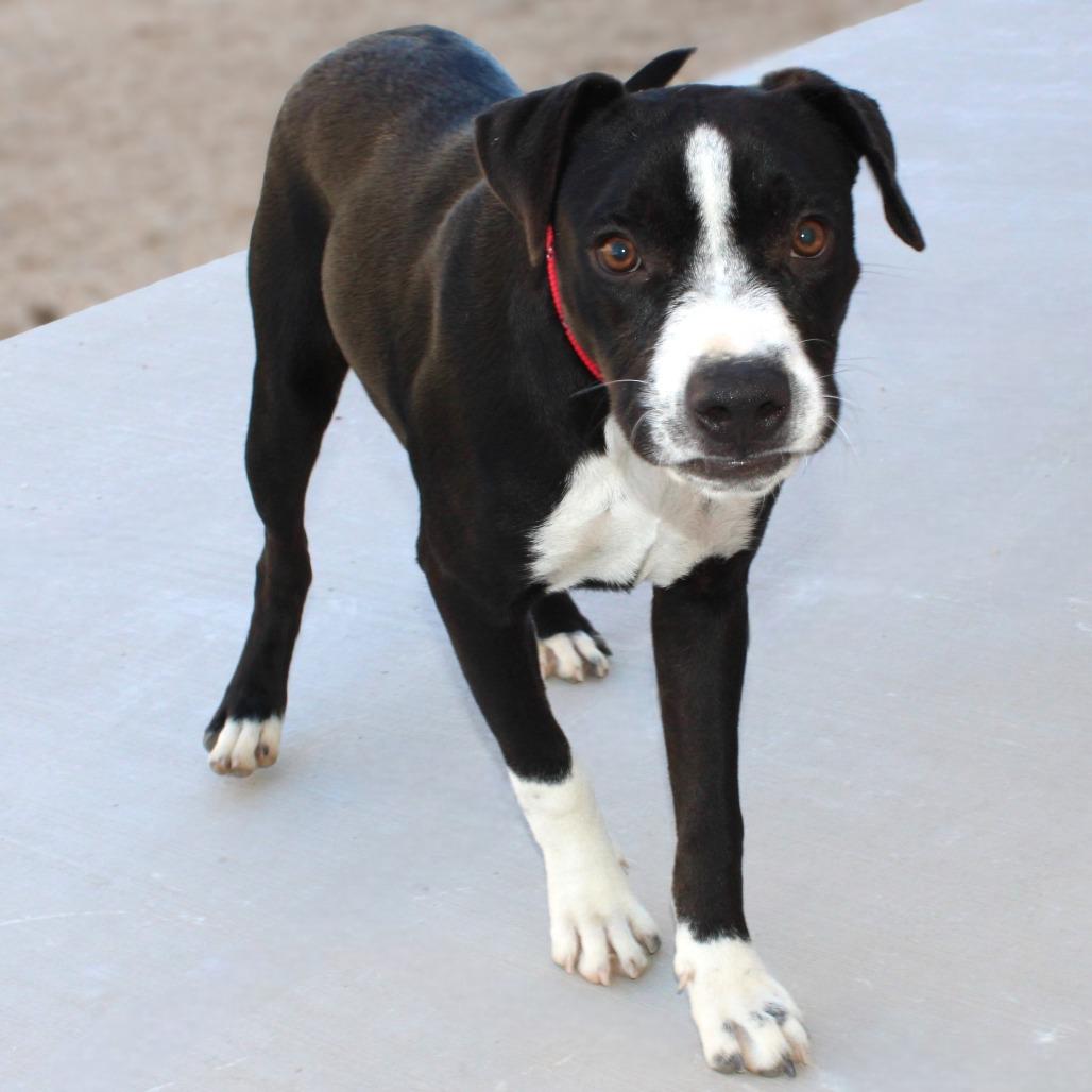 Enlarge Cold Stone, a Adoptable Mixed Breed in Las Cruces, NM image 3/6