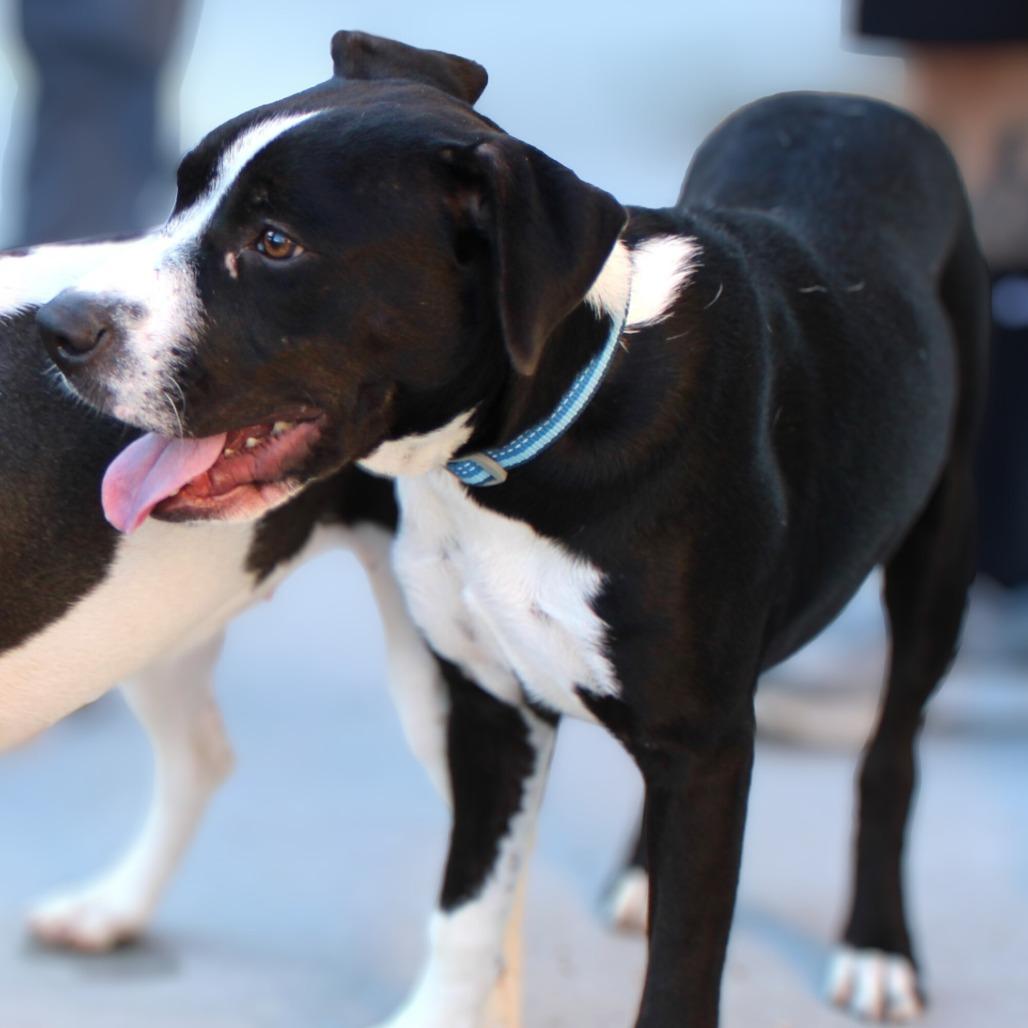 Enlarge Cold Stone, a Adoptable Mixed Breed in Las Cruces, NM image 4/6