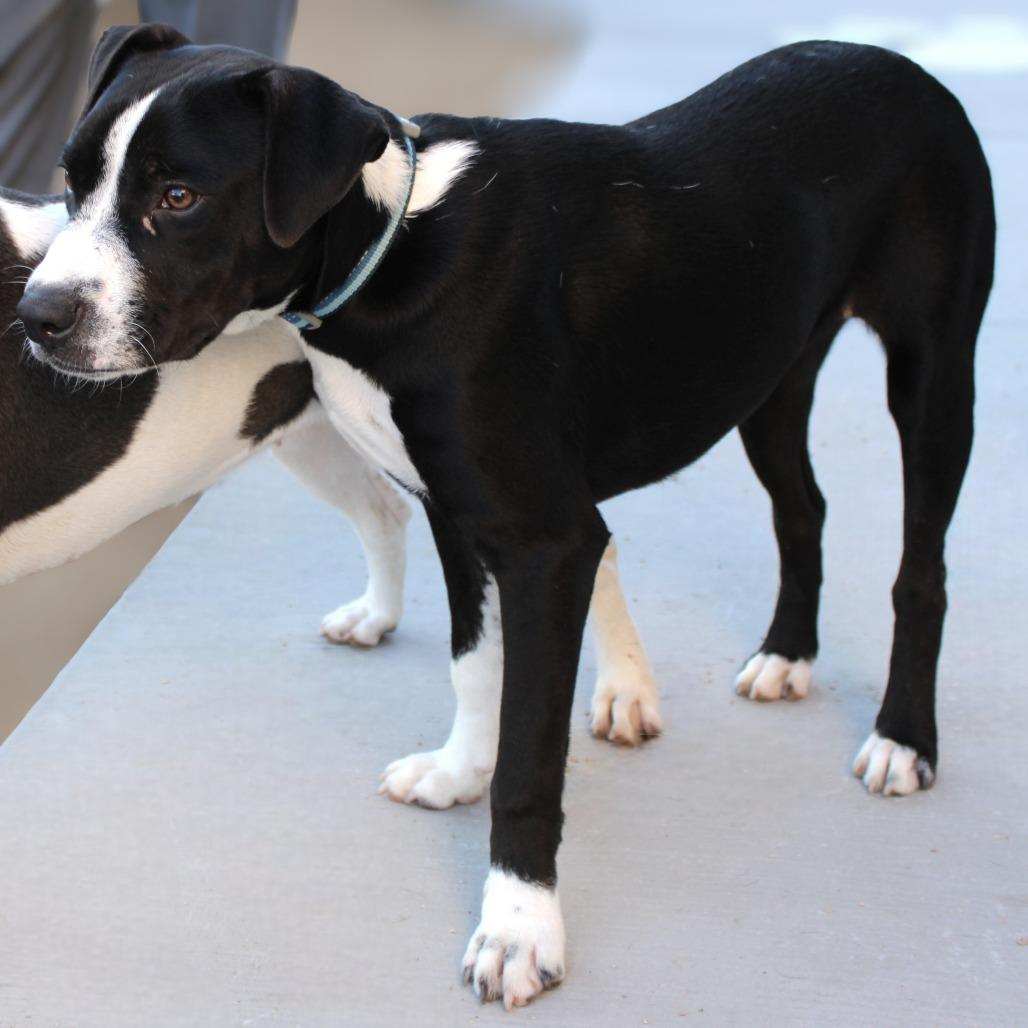 Enlarge Cold Stone, a Adoptable Mixed Breed in Las Cruces, NM image 5/6