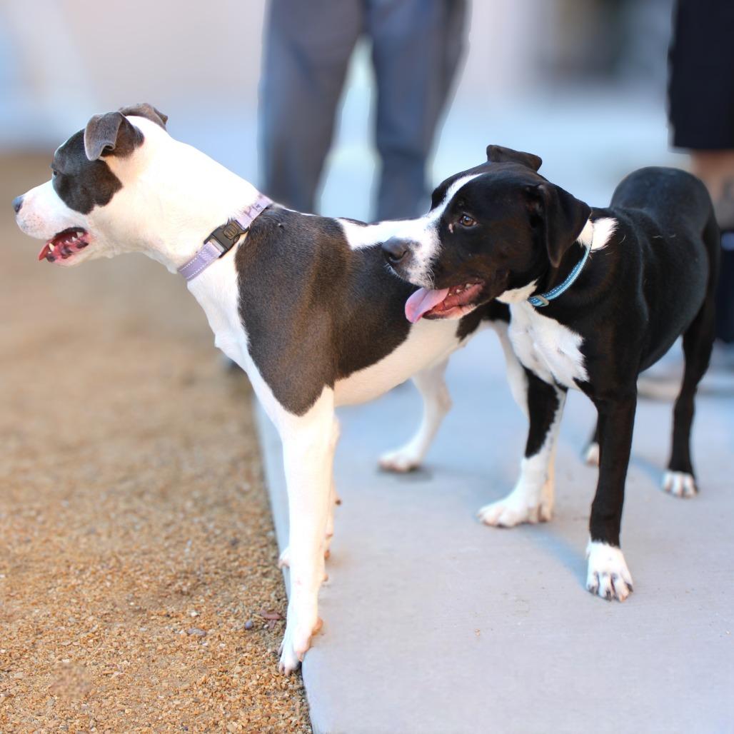 Enlarge Cold Stone, a Adoptable Mixed Breed in Las Cruces, NM image 6/6