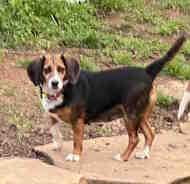 Enlarge Celeste, an adopted Beagle in Alburtis, PA image 1/1