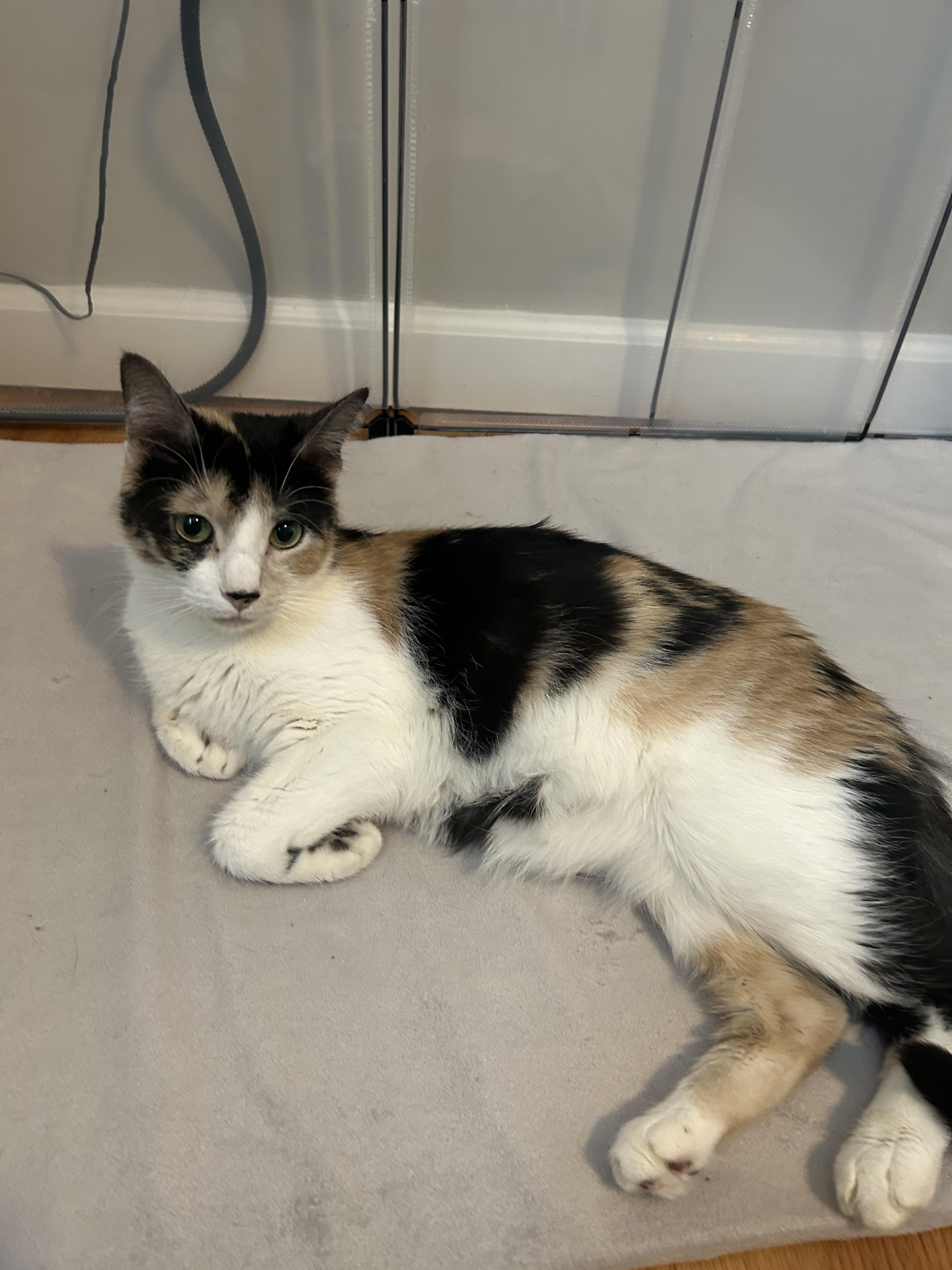 Enlarge Bean, a ADOPTABLE Domestic Short Hair in Thomaston, CT image 6/6