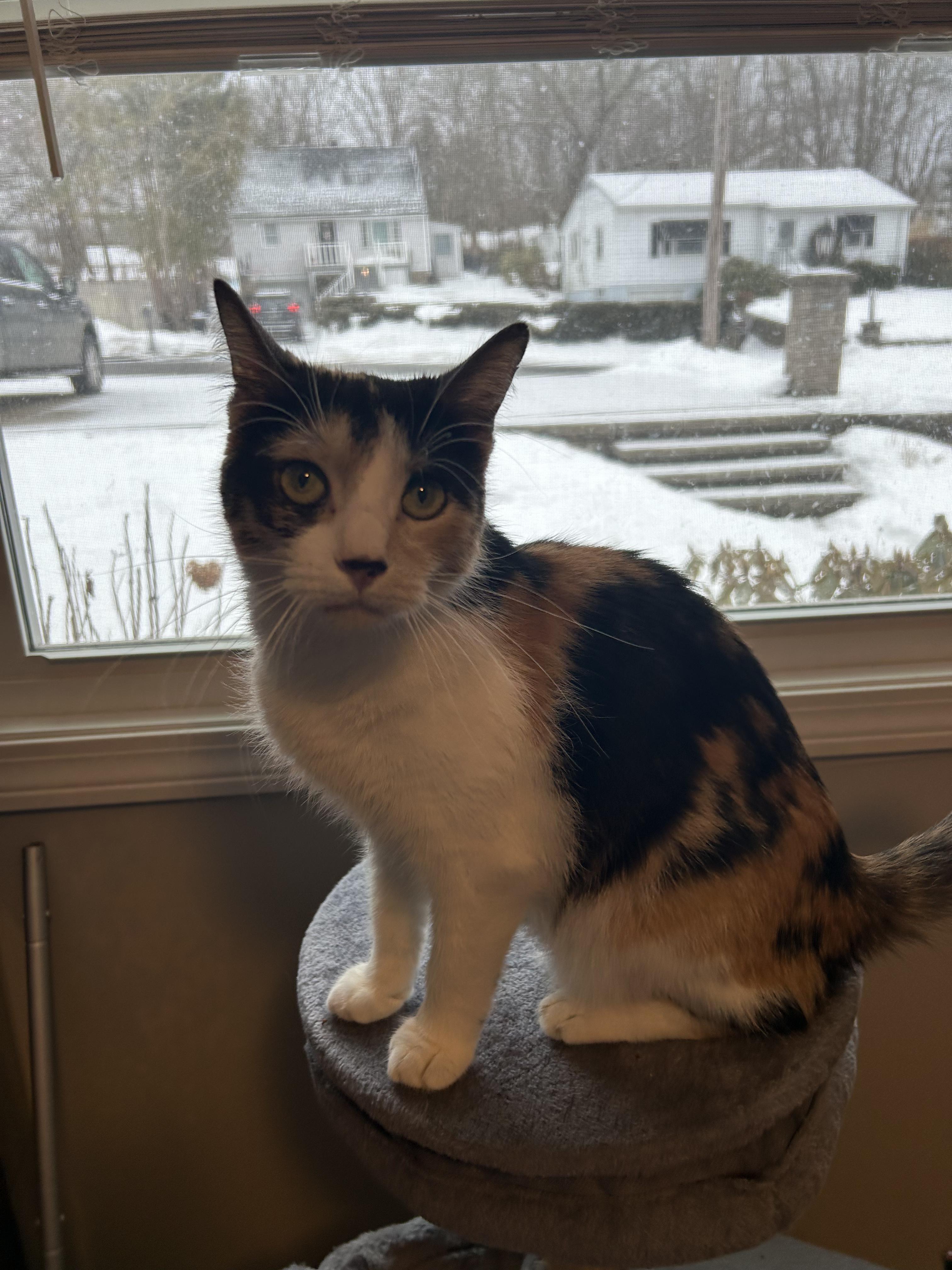 Enlarge Bean, a ADOPTABLE Domestic Short Hair in Thomaston, CT image 5/6