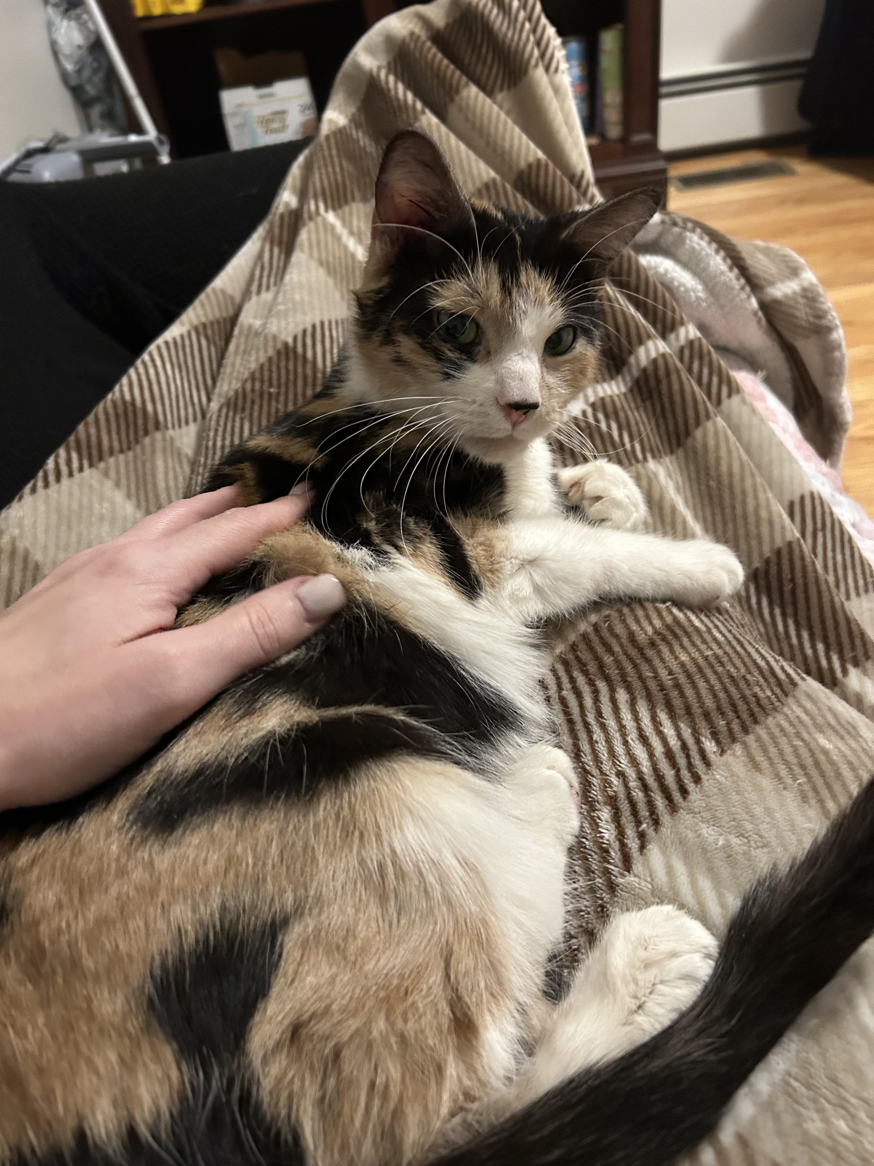 Enlarge Bean, a ADOPTABLE Domestic Short Hair in Thomaston, CT image 3/6