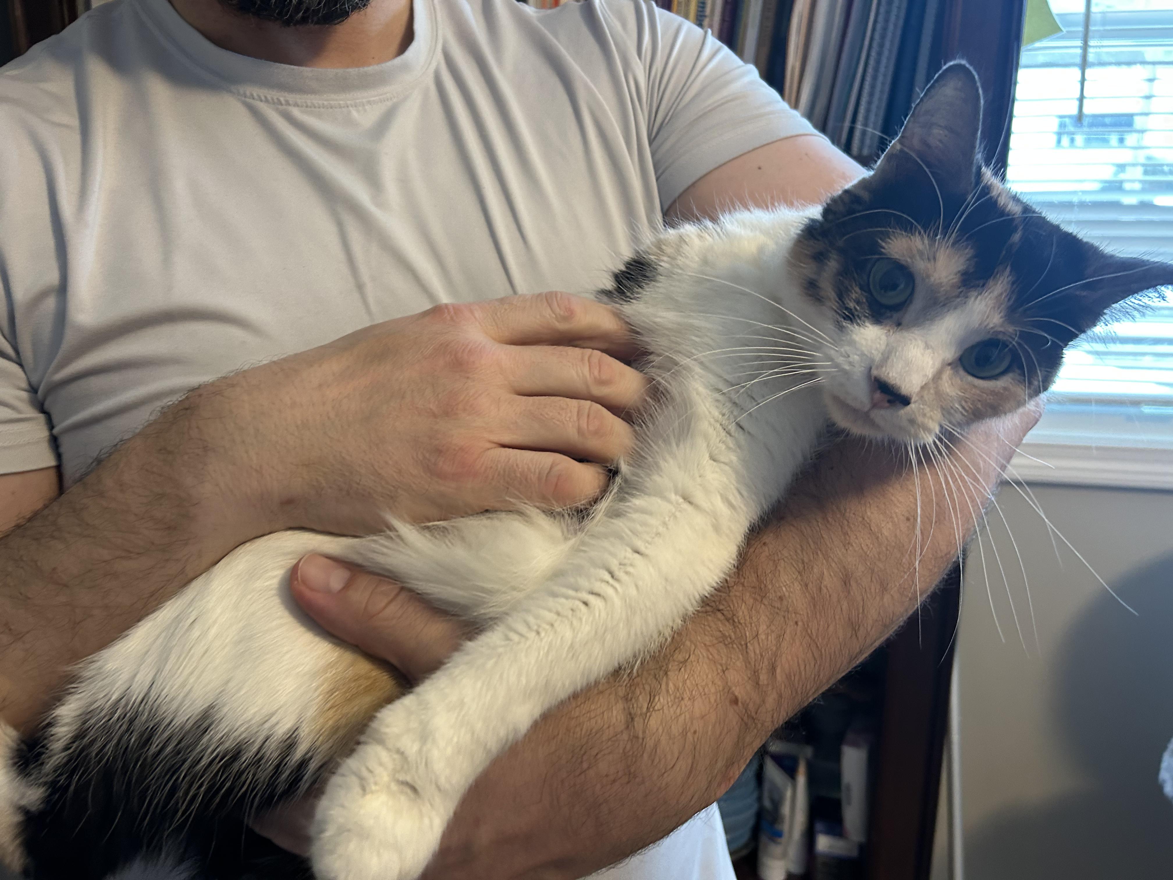 Enlarge Bean, a ADOPTABLE Domestic Short Hair in Thomaston, CT image 2/6