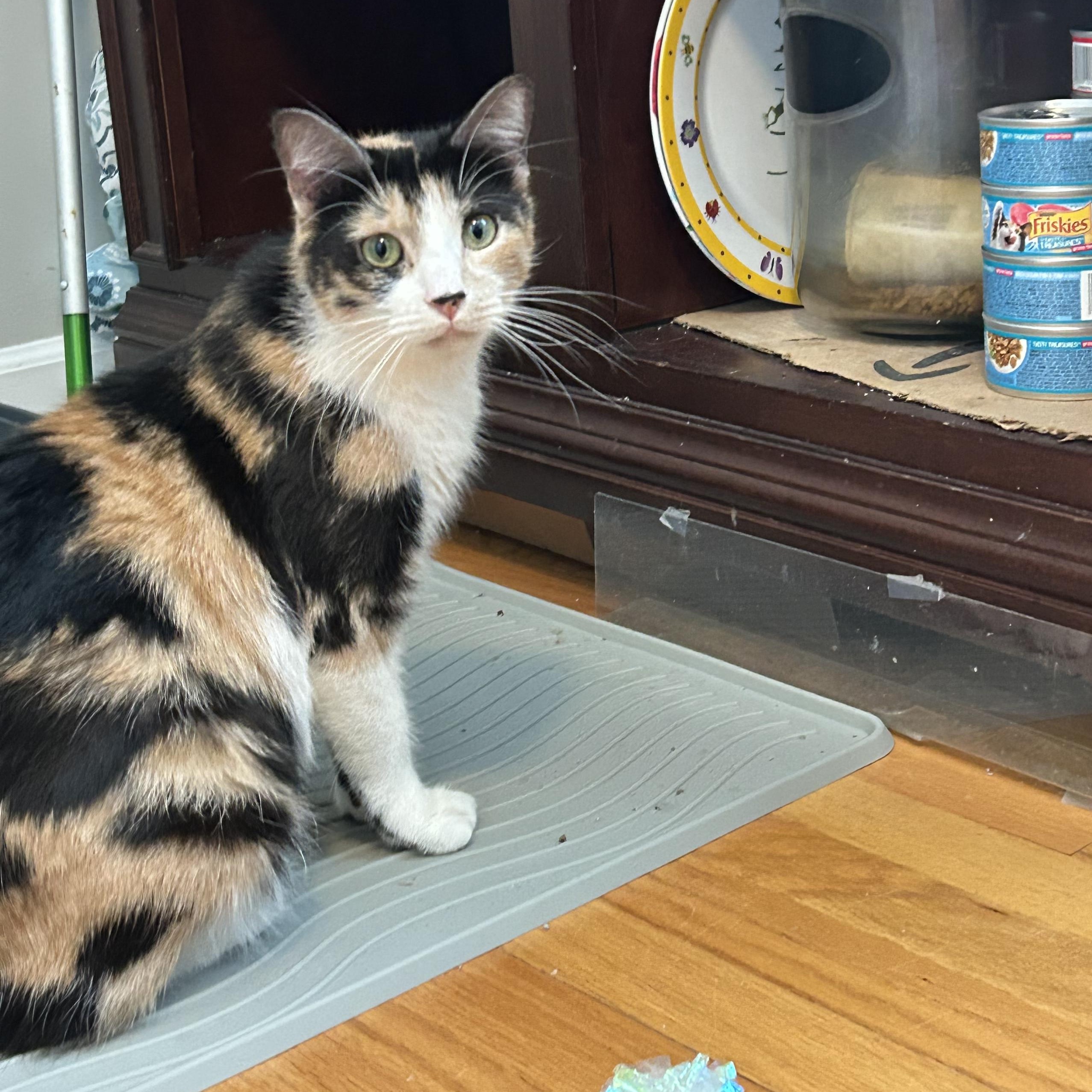 Bean, ADOPTABLE, Adult Female Domestic Short Hair.