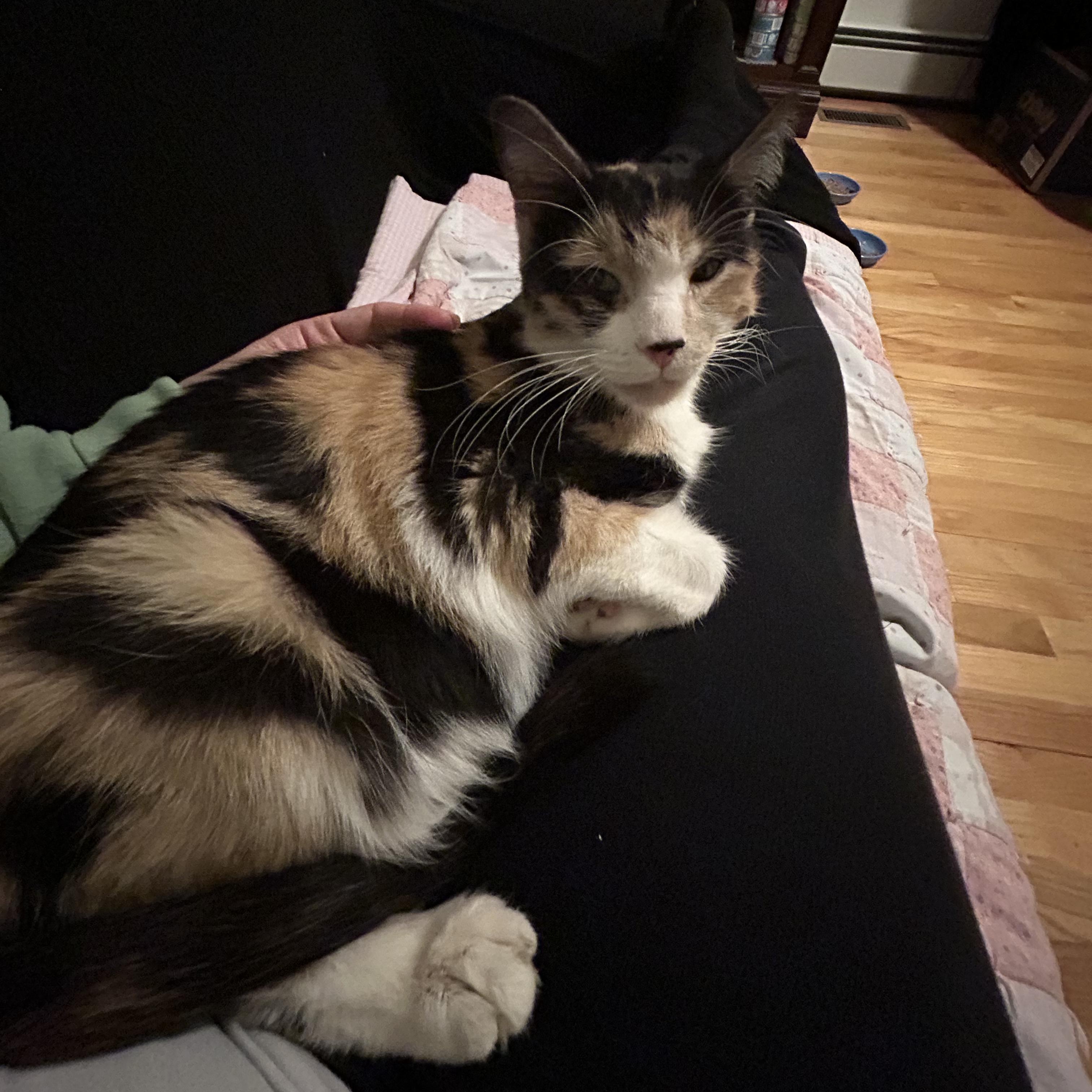 Enlarge Bean, a ADOPTABLE Domestic Short Hair in Thomaston, CT image 4/6