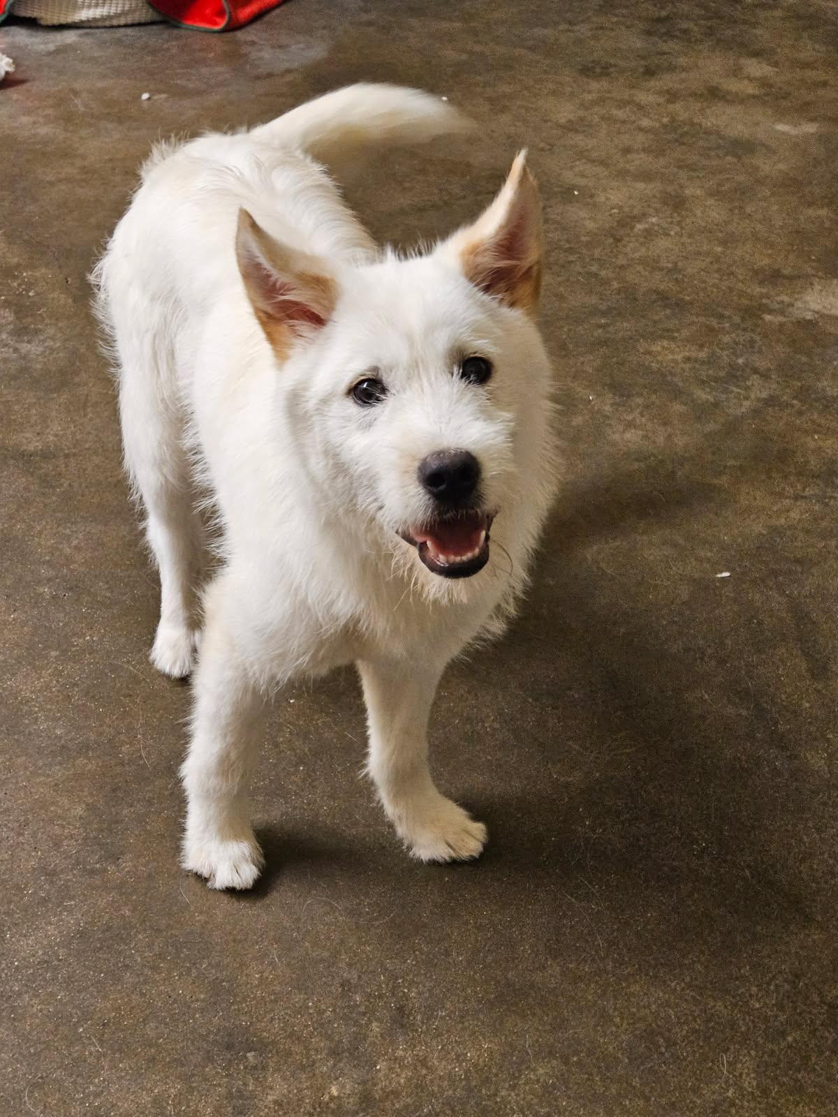 Enlarge JAERONG, a Adoptable mixed breed in Agoura Hills, CA image 1/3