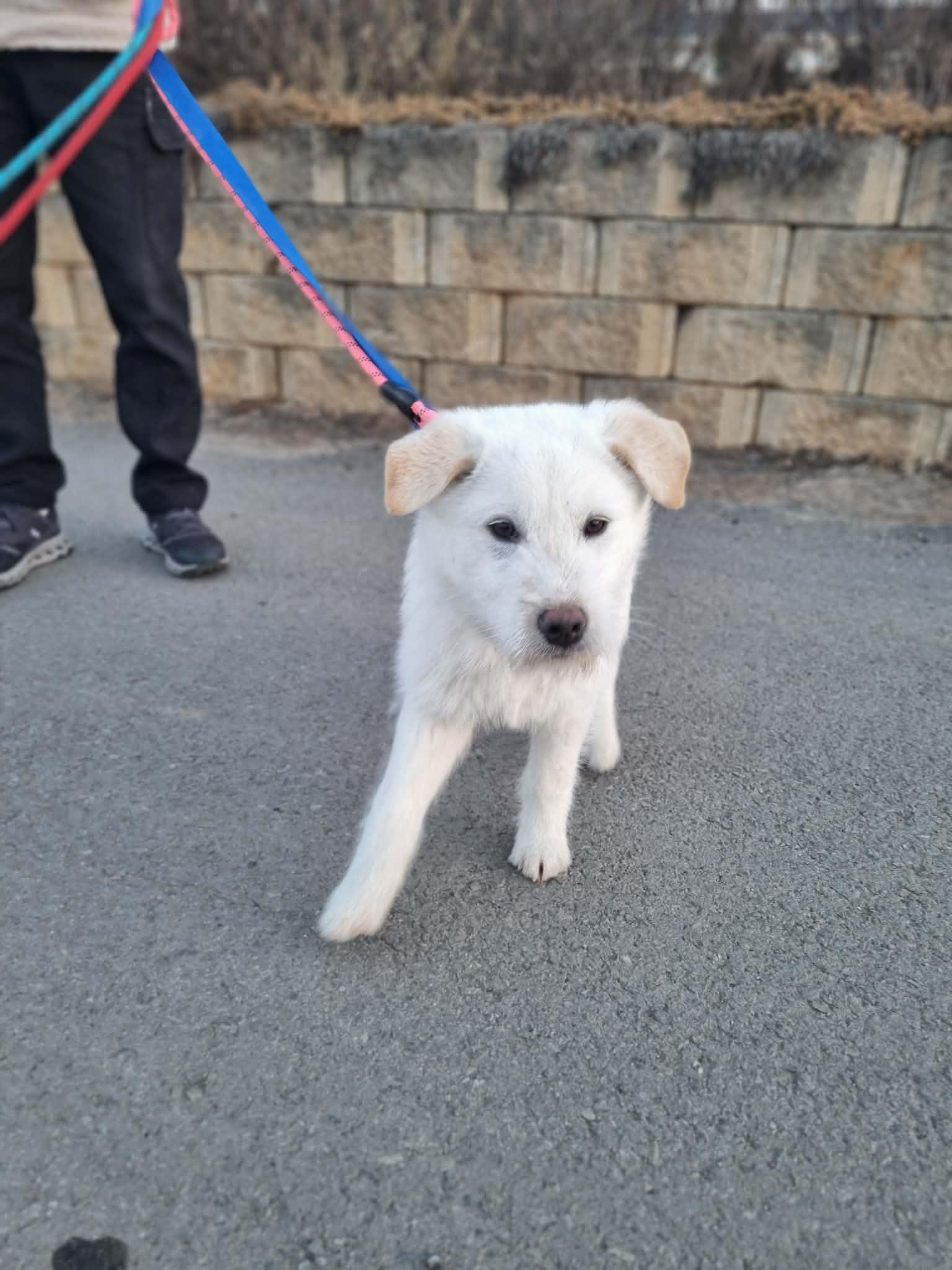 JAERONG, Adoptable, Puppy Male Jindo & Terrier.