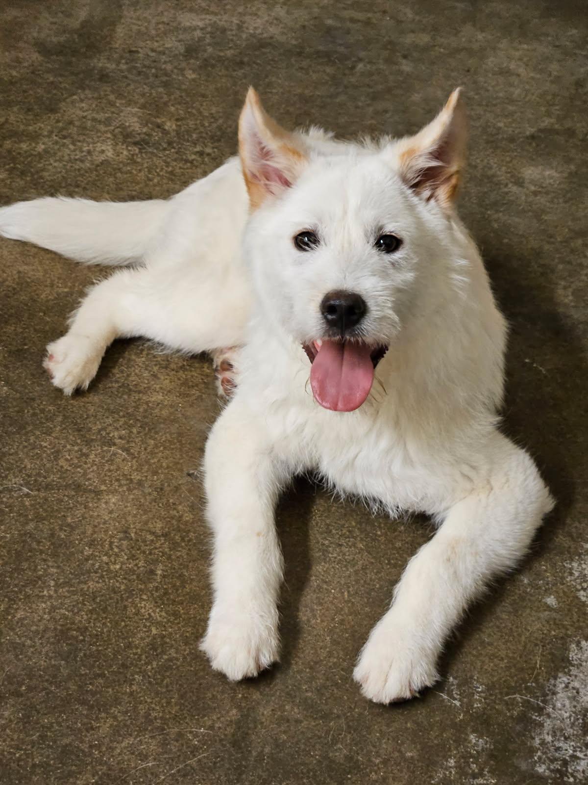 Enlarge JAERONG, a Adoptable mixed breed in Agoura Hills, CA image 3/3