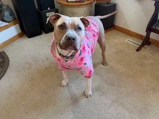 Enlarge Julie, an adopted mixed breed in Minneapolis, MN image 6/6